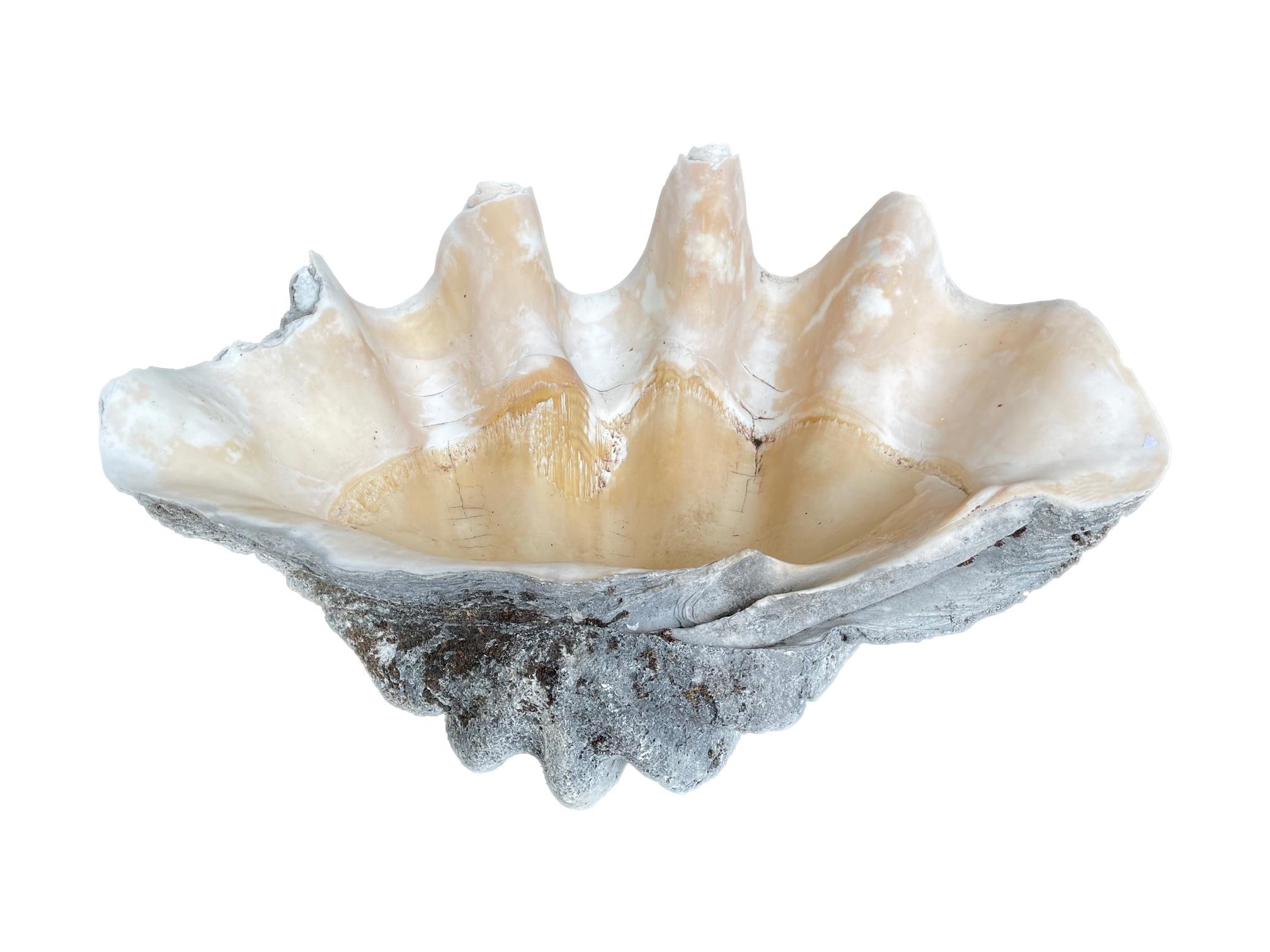 Rare Pair of Exceptionally Large Antique Giant Clam Shells 2