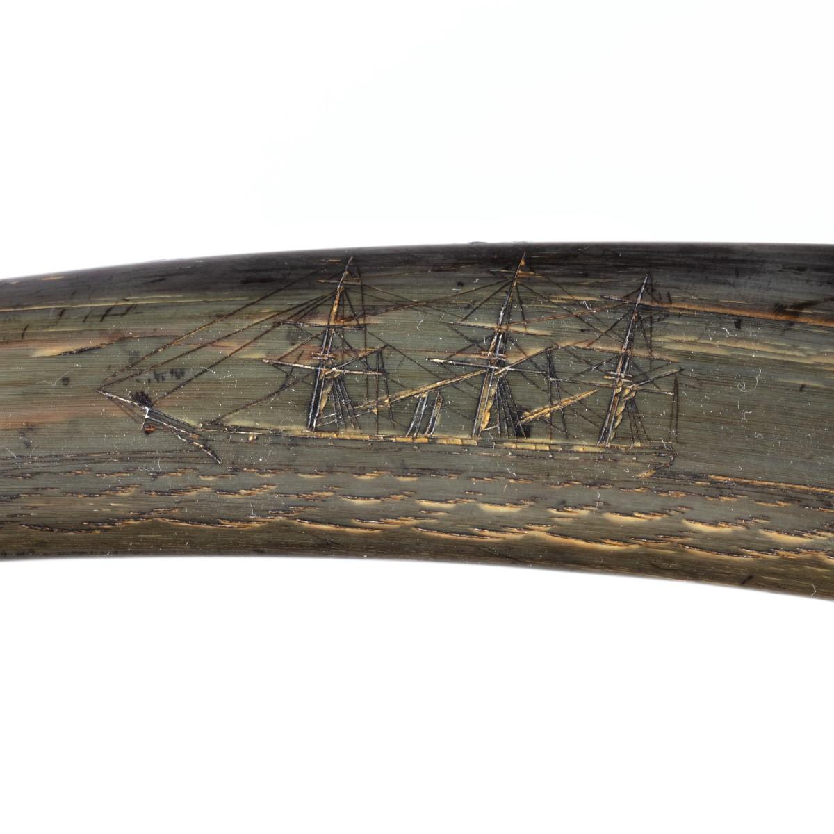 Rare Scrimshaw Decorated Horn For Sale 7