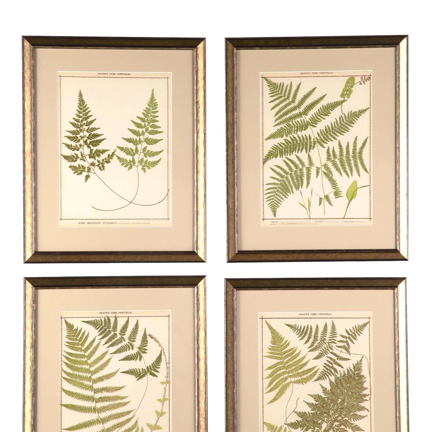 English Rare Set of 12 British Fern Chromolithographs by Francis George Heath