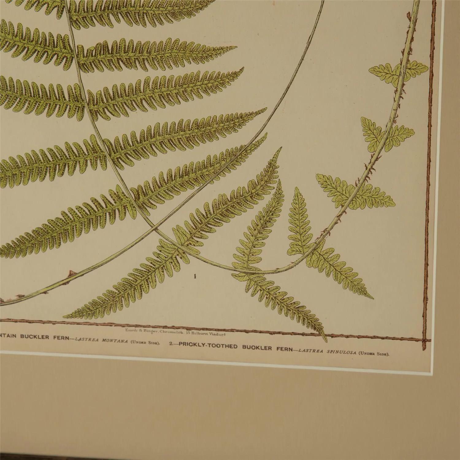 19th Century Rare Set of 12 British Fern Chromolithographs by Francis George Heath