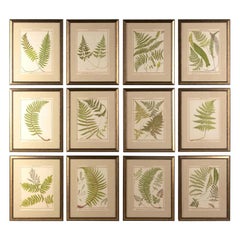 Rare Set of 12 British Fern Chromolithographs by Francis George Heath