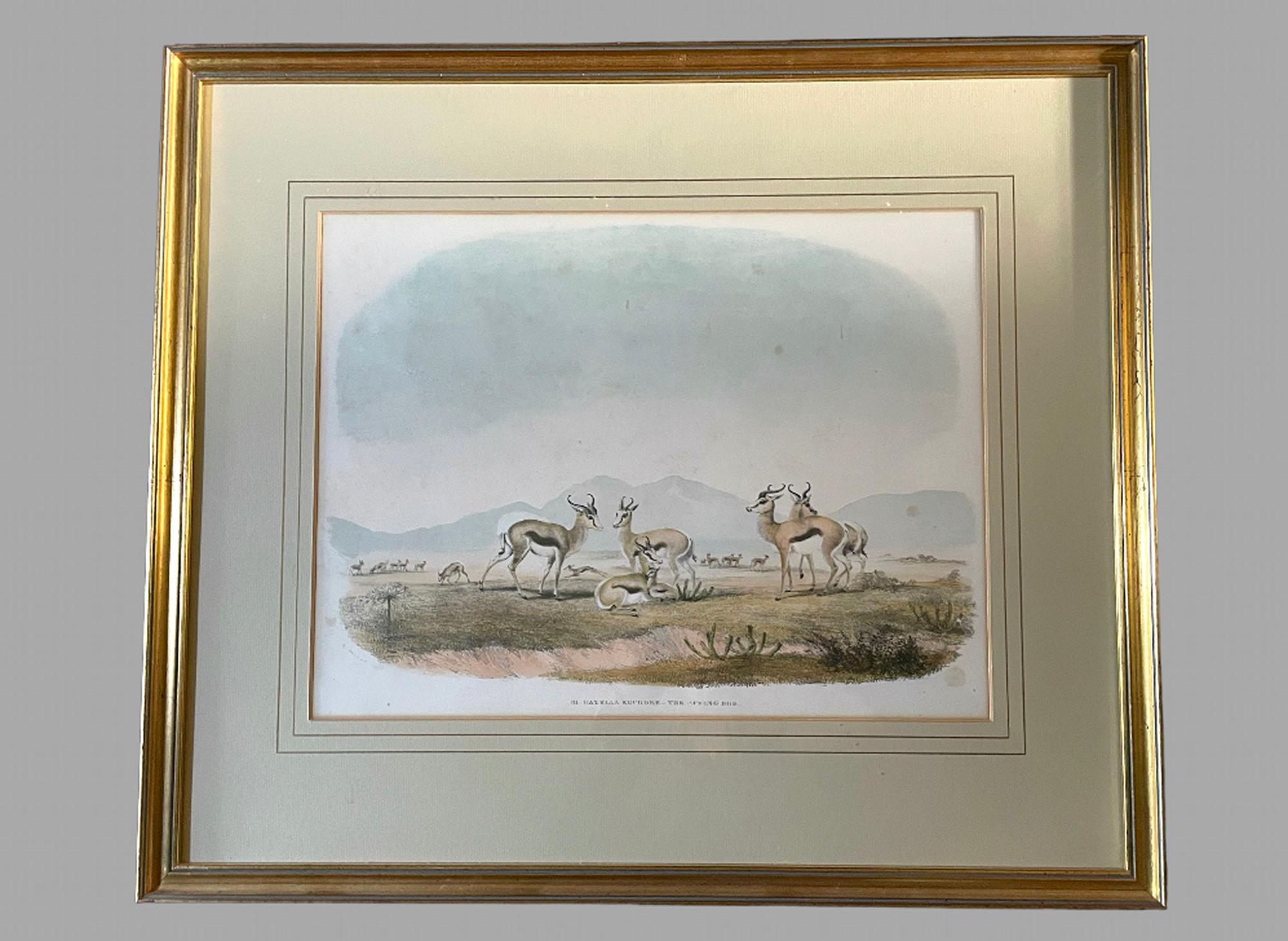 Rare Set of 24 Framed Lithographs of Game and Wild Animals 2
