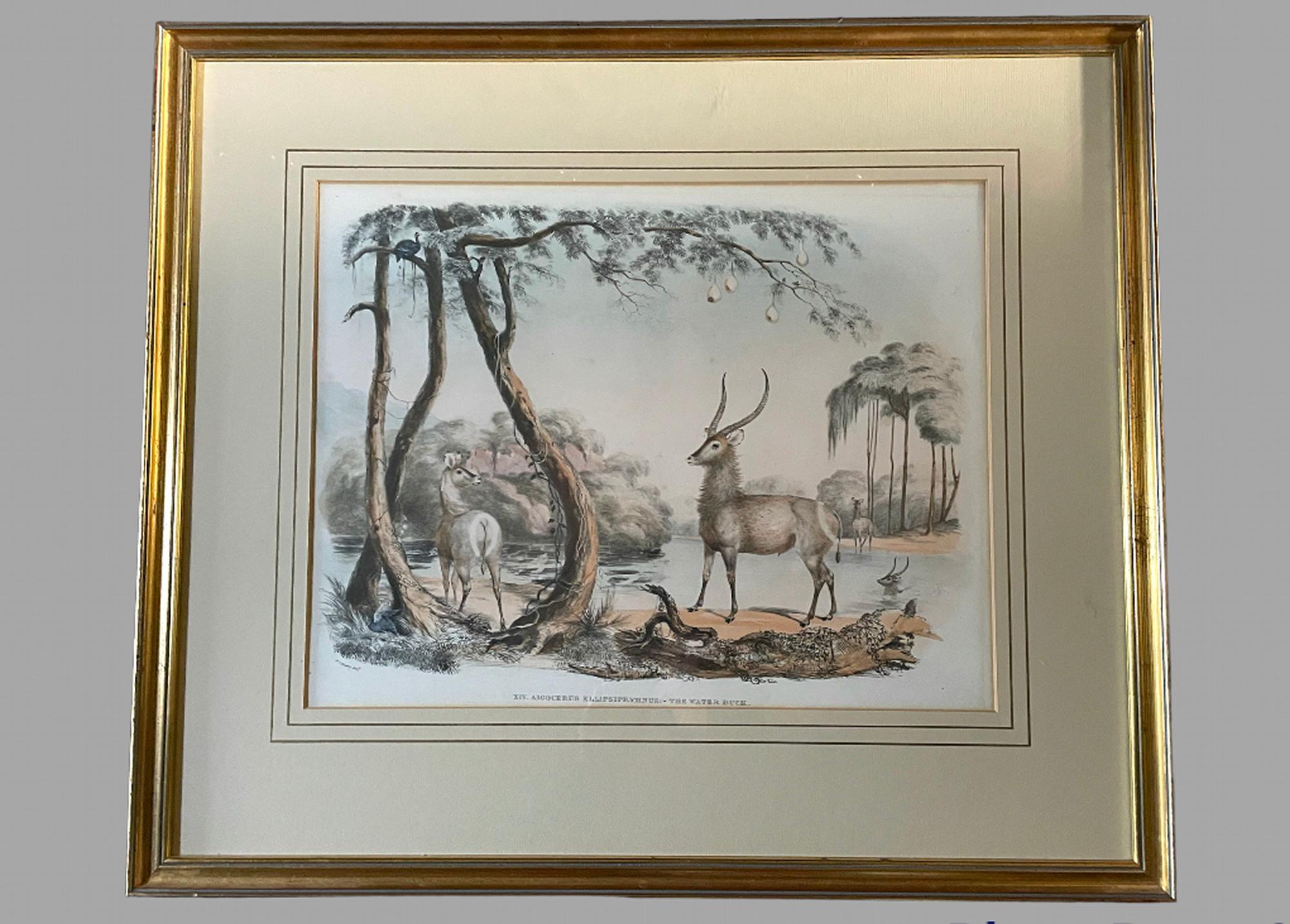 Rare Set of 24 Framed Lithographs of Game and Wild Animals 3