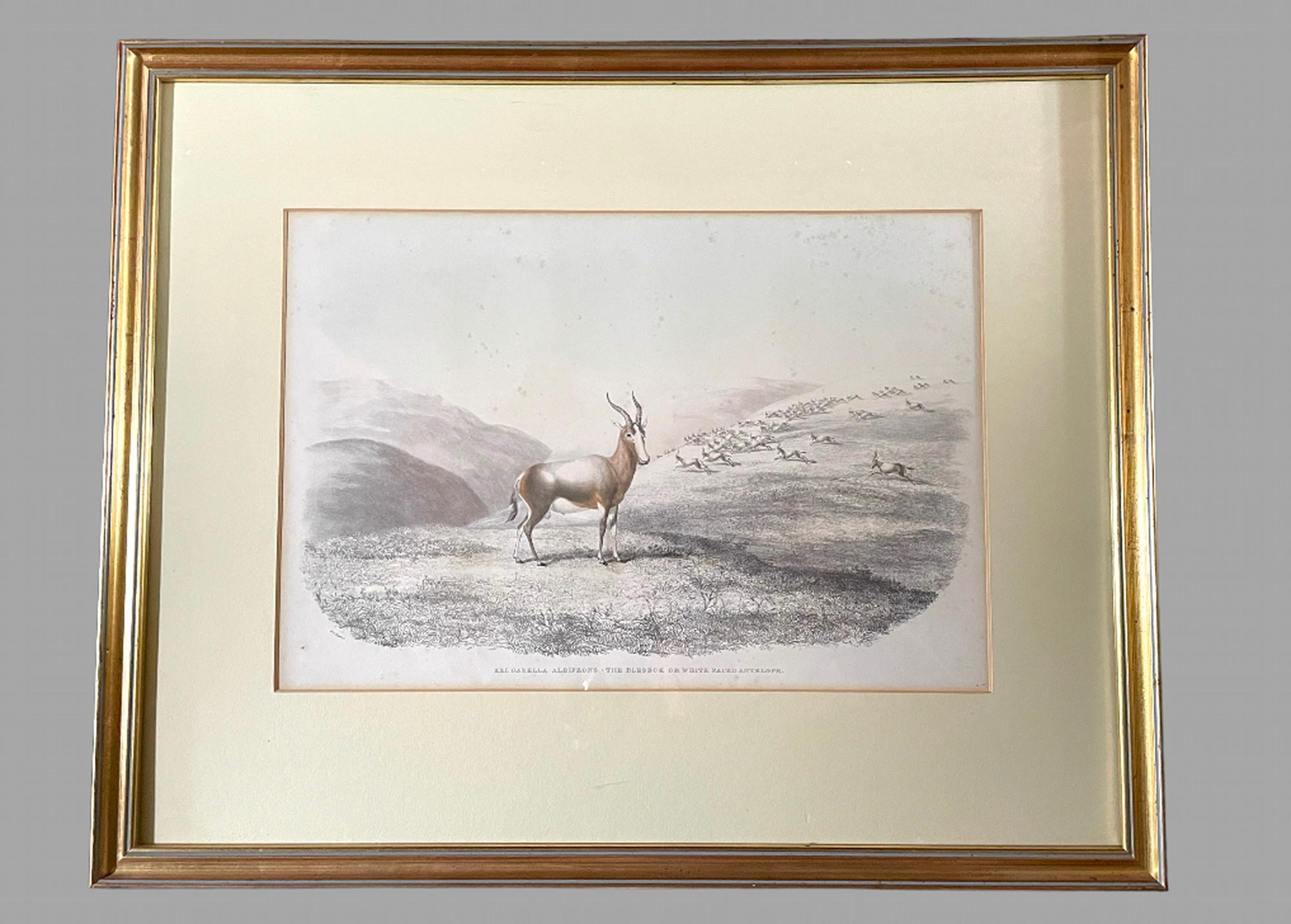 Rare Set of 24 Framed Lithographs of Game and Wild Animals 4