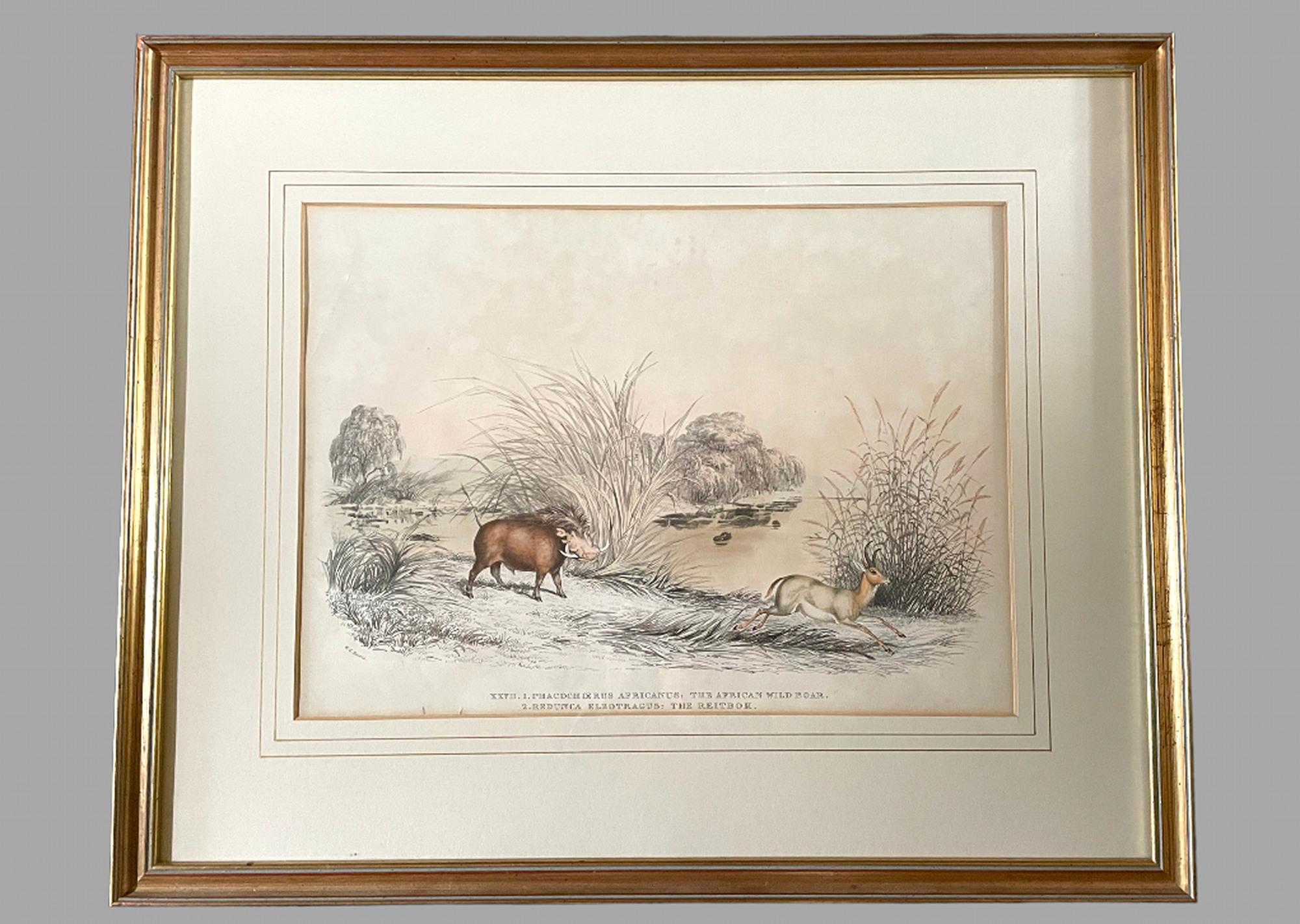 Rare Set of 24 Framed Lithographs of Game and Wild Animals 5