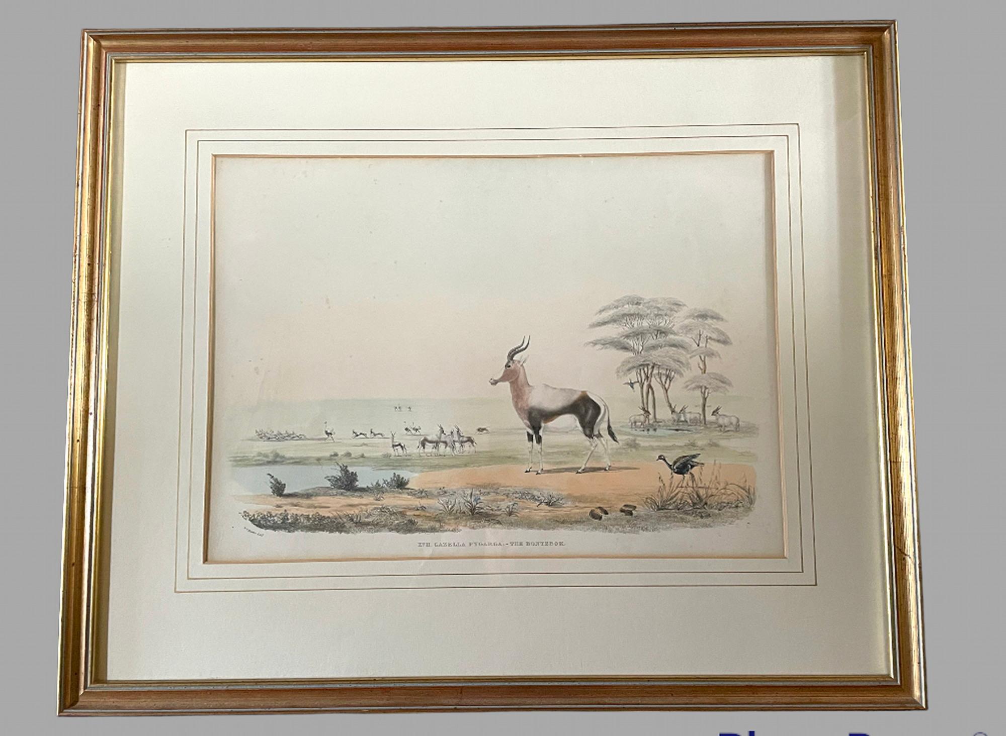 Rare Set of 24 Framed Lithographs of Game and Wild Animals 8