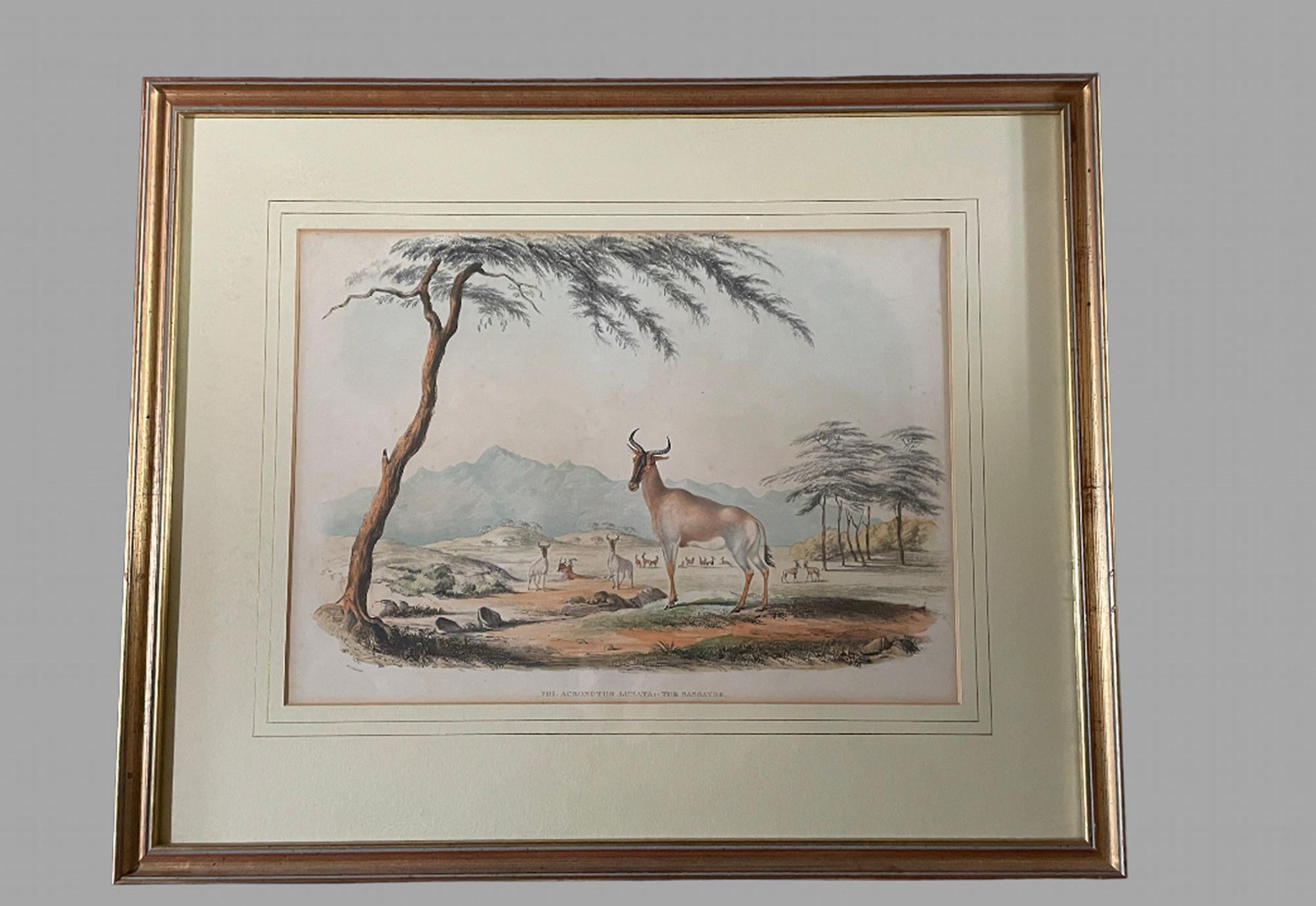 Rare Set of 24 Framed Lithographs of Game and Wild Animals 10