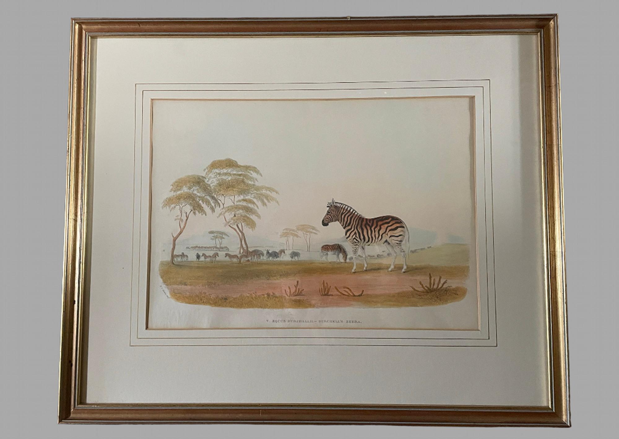 Rare Set of 24 Framed Lithographs of Game and Wild Animals 11