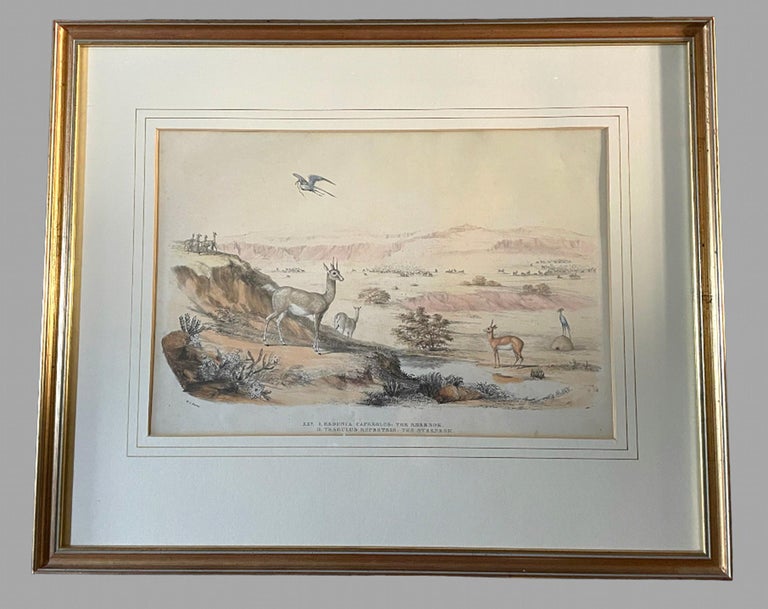 Rare Set of 24 Framed Lithographs of Game and Wild Animals For Sale at