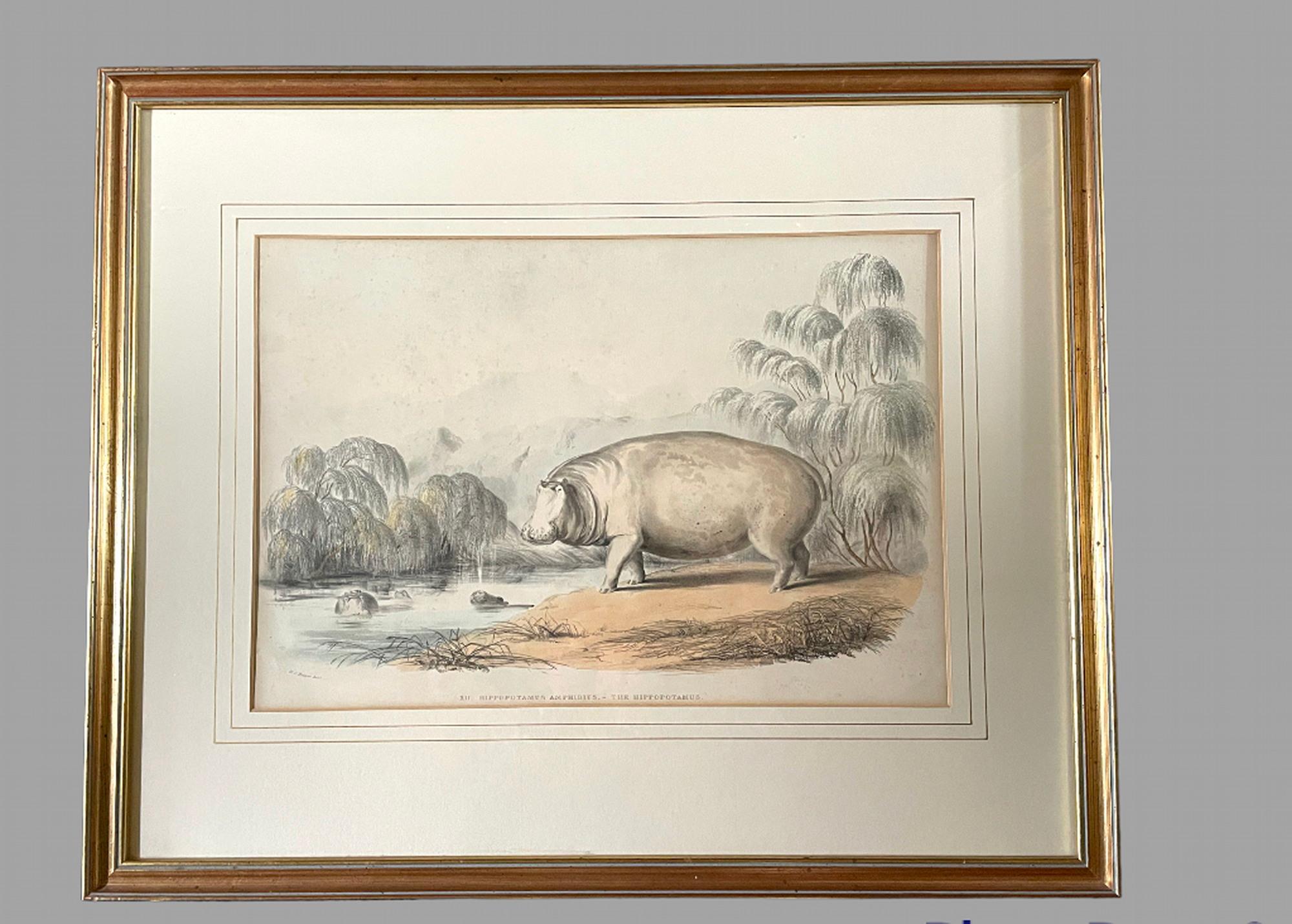 Rare Set of 24 Framed Lithographs of Game and Wild Animals 12