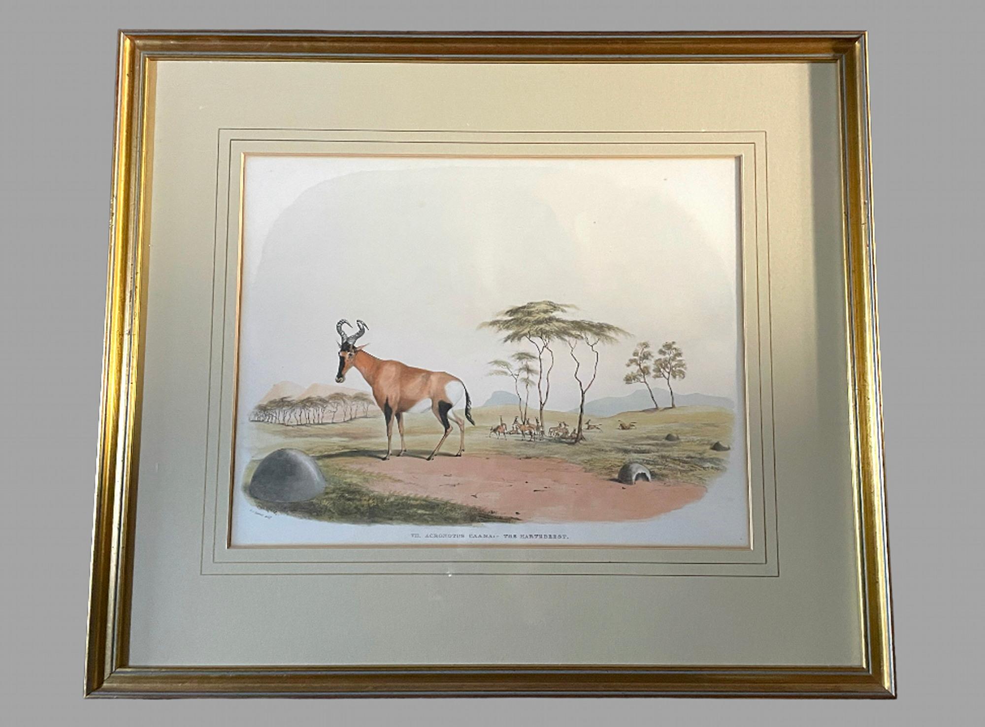 South African Rare Set of 24 Framed Lithographs of Game and Wild Animals