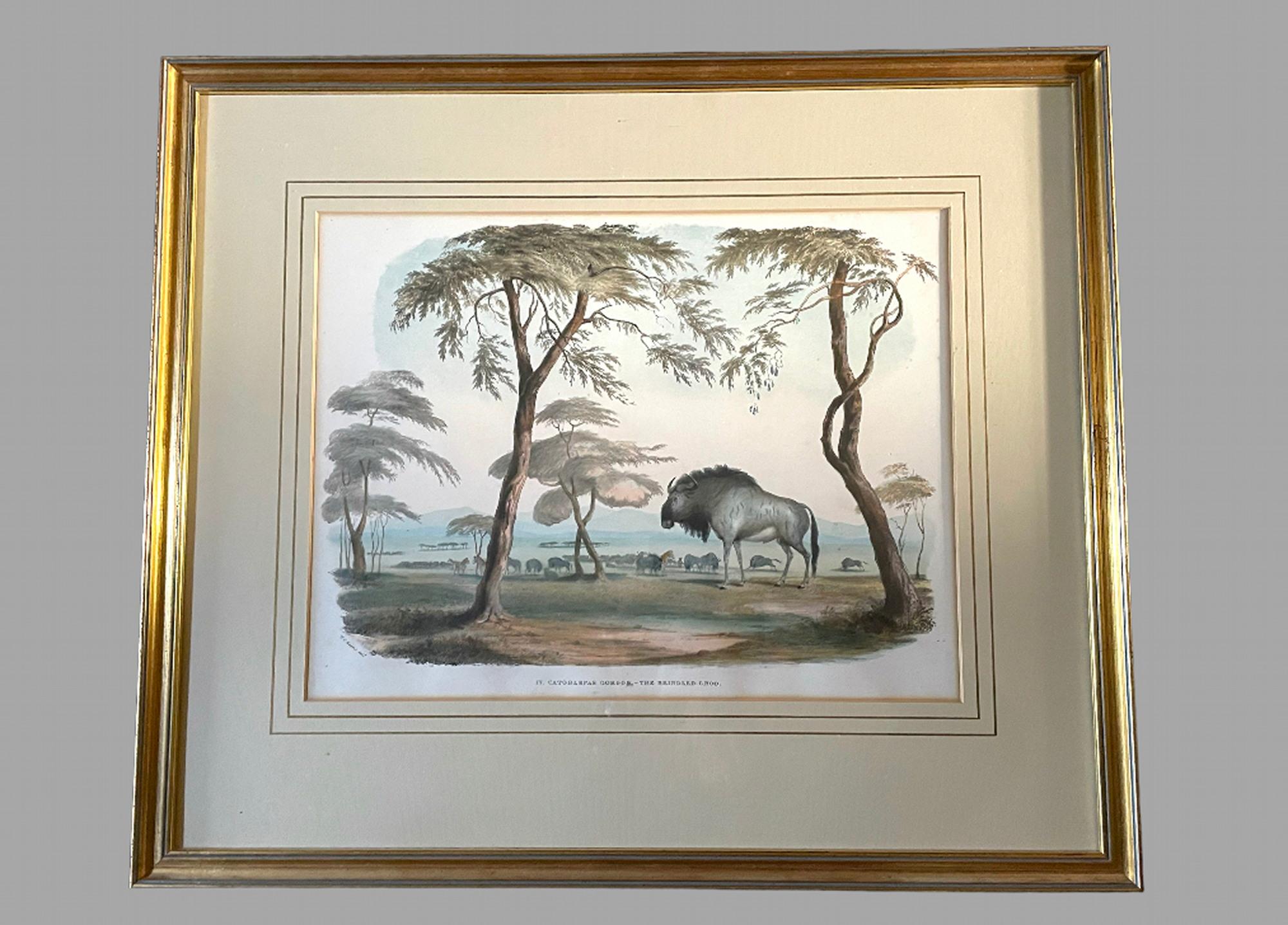Other Rare Set of 24 Framed Lithographs of Game and Wild Animals