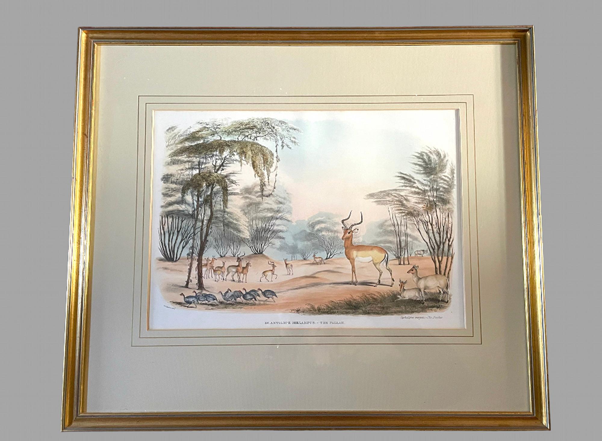 Mid-19th Century Rare Set of 24 Framed Lithographs of Game and Wild Animals