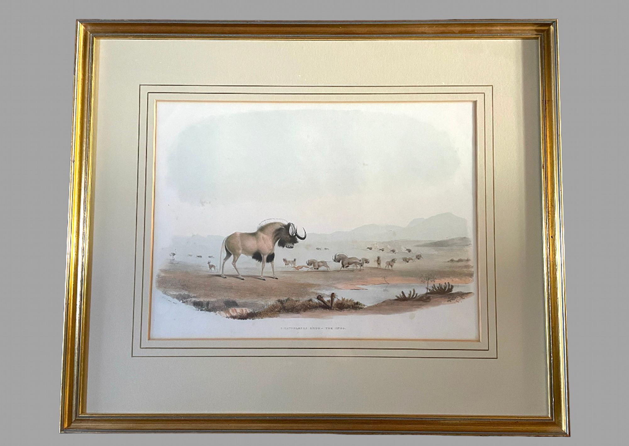 Paper Rare Set of 24 Framed Lithographs of Game and Wild Animals