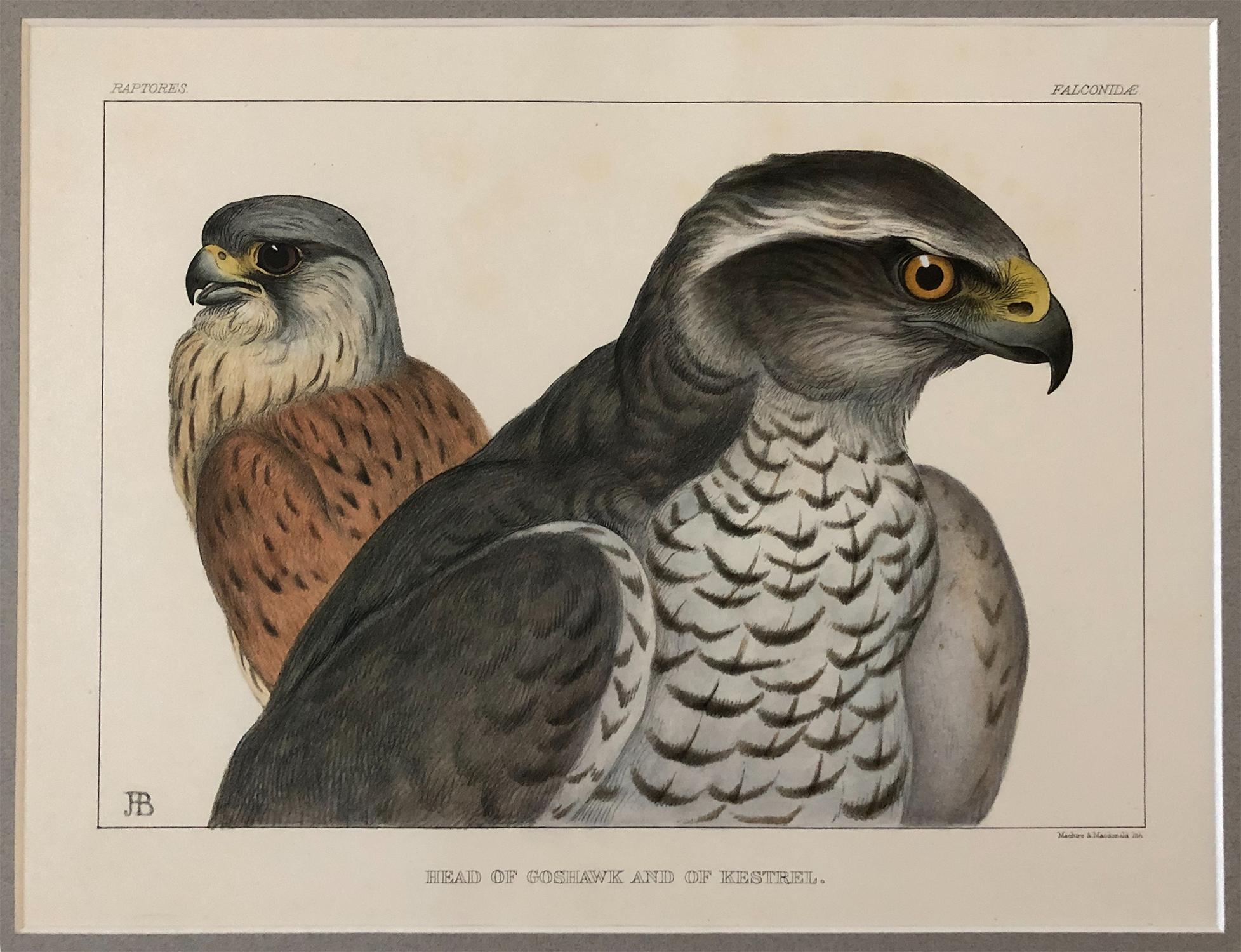 A rare set of 4 lithographs from “Birds Drawn from Nature” by Jemima Blackburn, published in Edinburgh in 1862.
Jemima Blackburn (1823-1909) was one of the most popular and talented ornithological illustrators of the Victorian era. By her early
