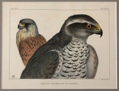 Rare Set of Four Blackburn Birds Lithographs