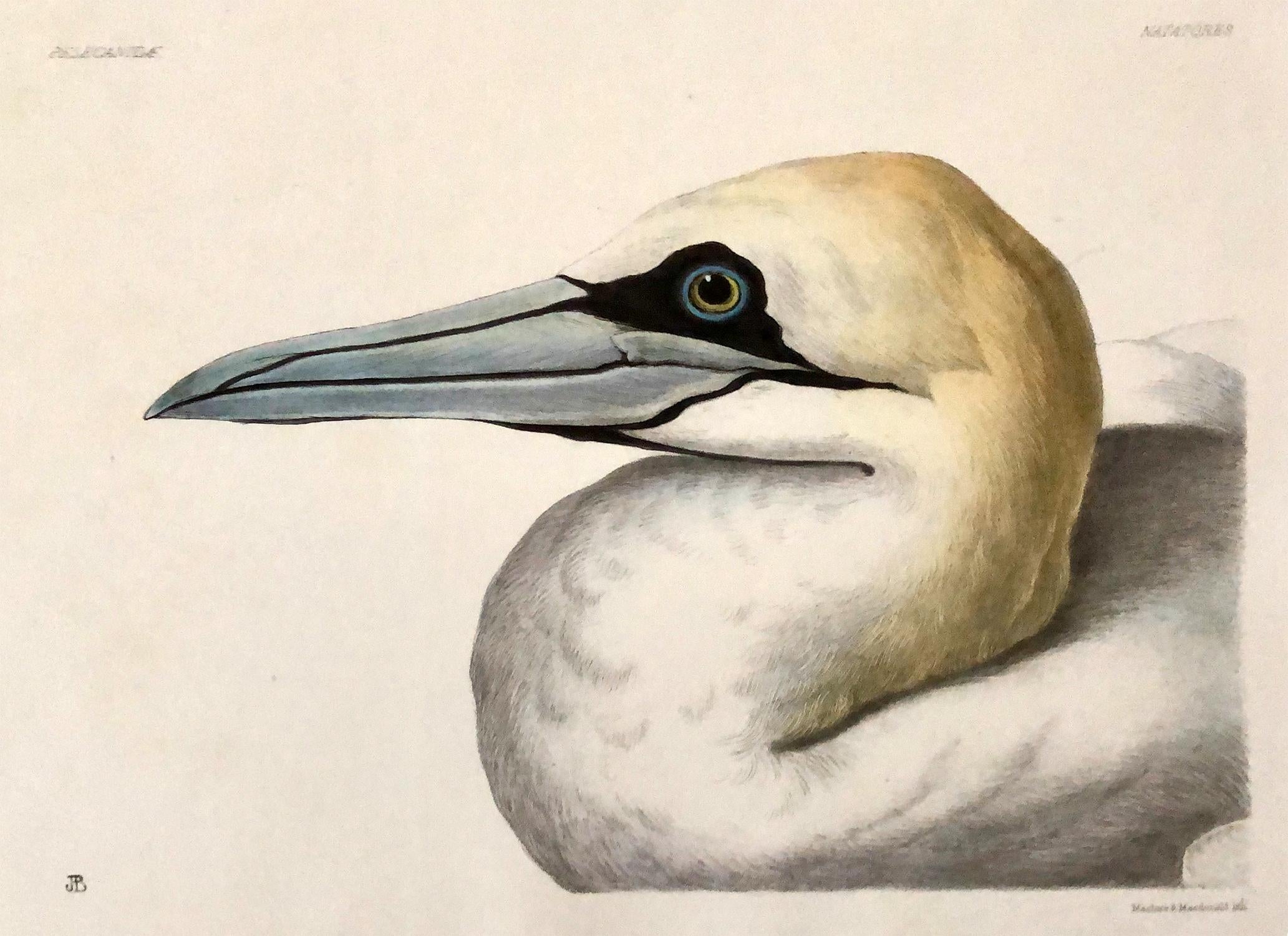 English Rare Set of Four Blackburn Birds Lithographs