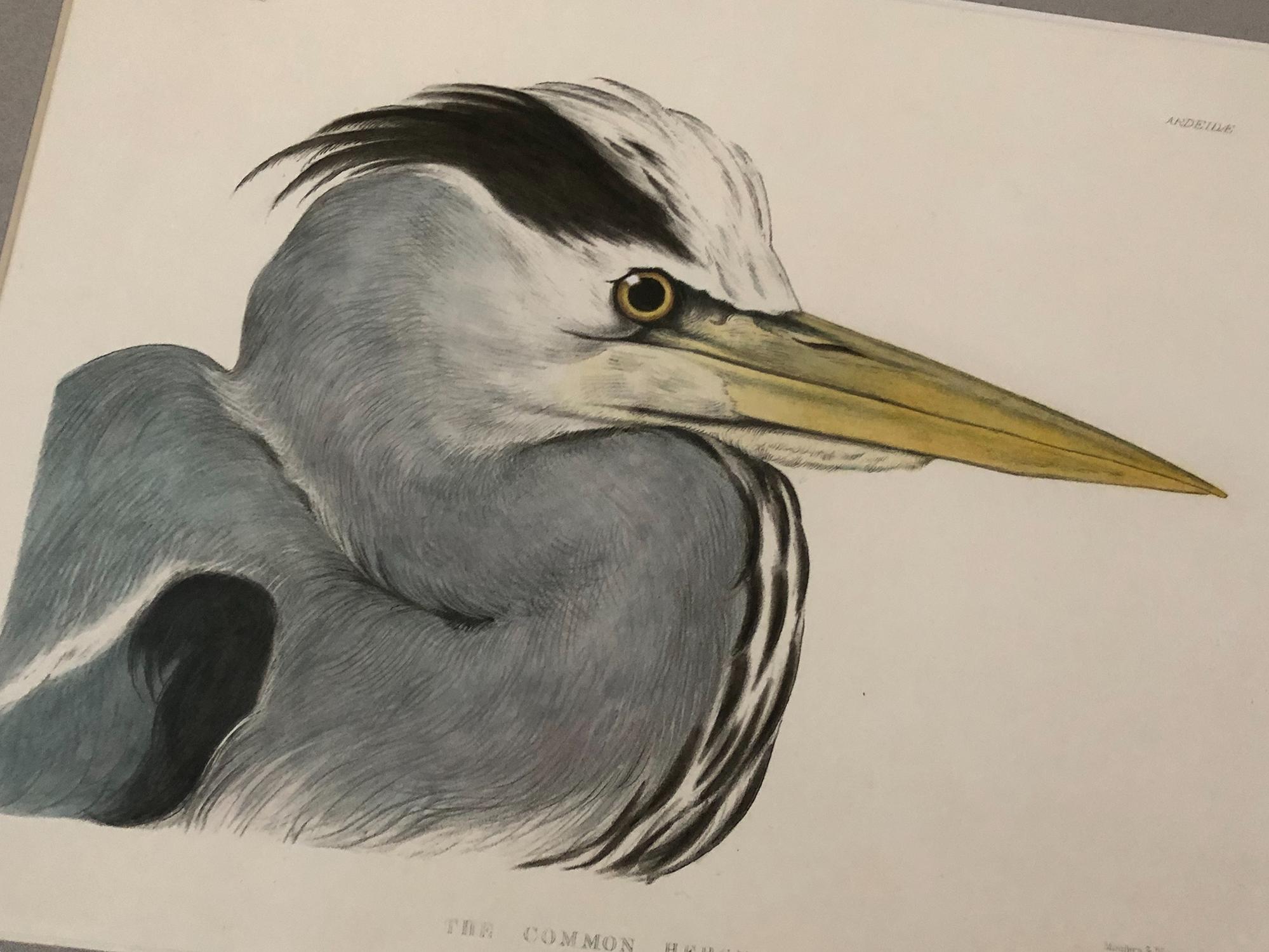 19th Century Rare Set of Four Blackburn Birds Lithographs