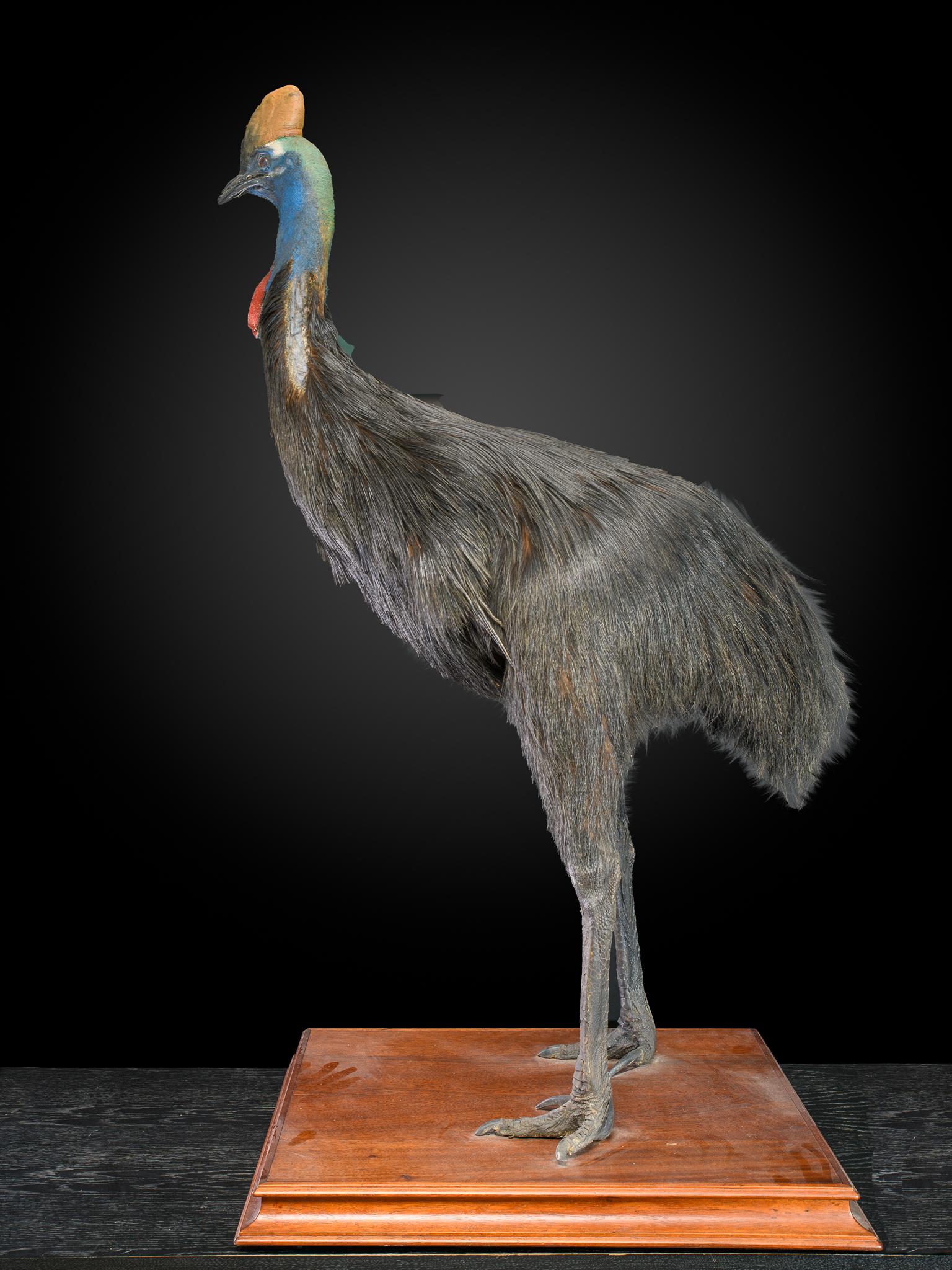 Mounted on an oak square base with wheels, feathers in good condition, vintage colors and for the species recognizable bald feathers on intact wings.