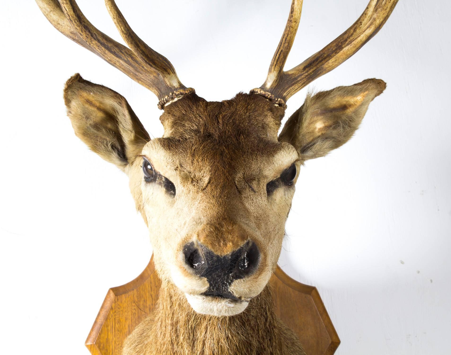 A large magnificent Scottish red deer stag taxidermy mounted hunting trophies, dating from the, early 20th century.

The adult male stag is mounted on an oak armorial oak shield and is presented with its large antlers. 

A wonderful addition for