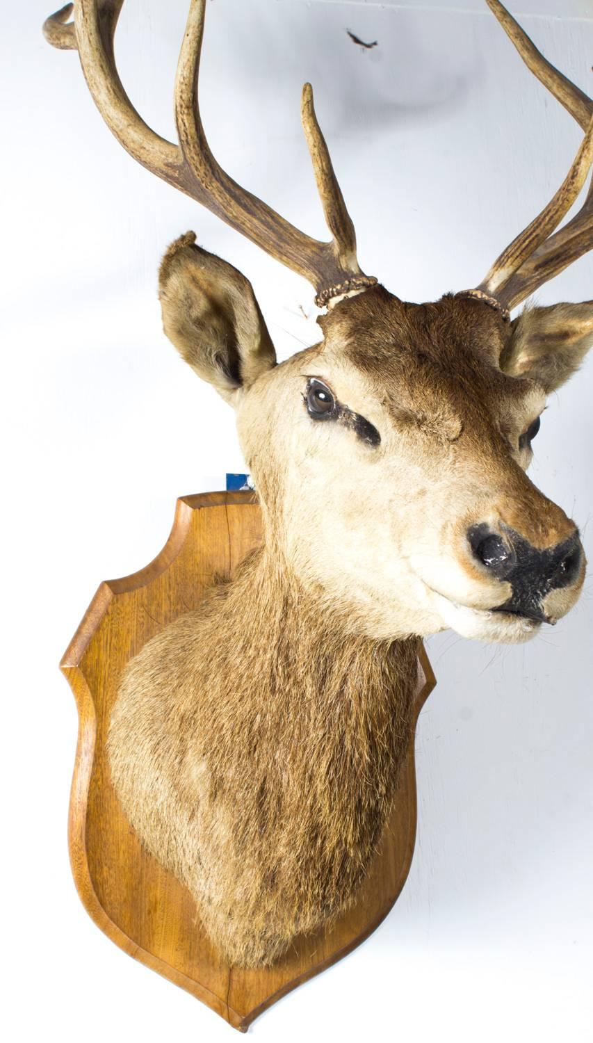 Early 20th Century Scottish Mounted Taxidermy Stag, Early 20 Century