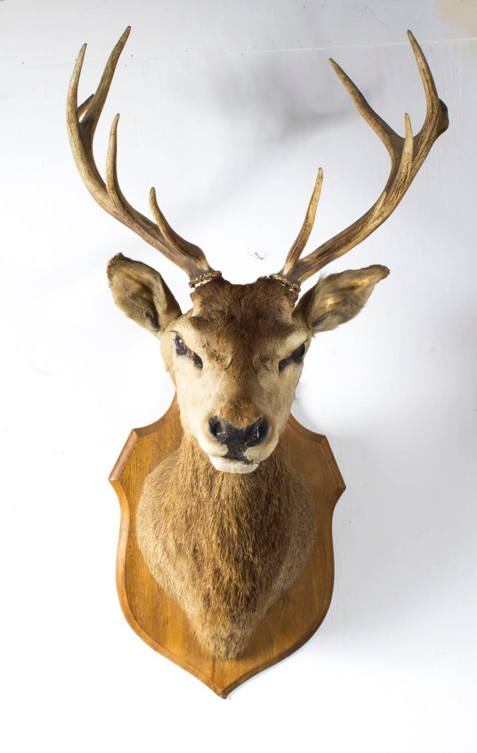 Oak Scottish Mounted Taxidermy Stag, Early 20 Century