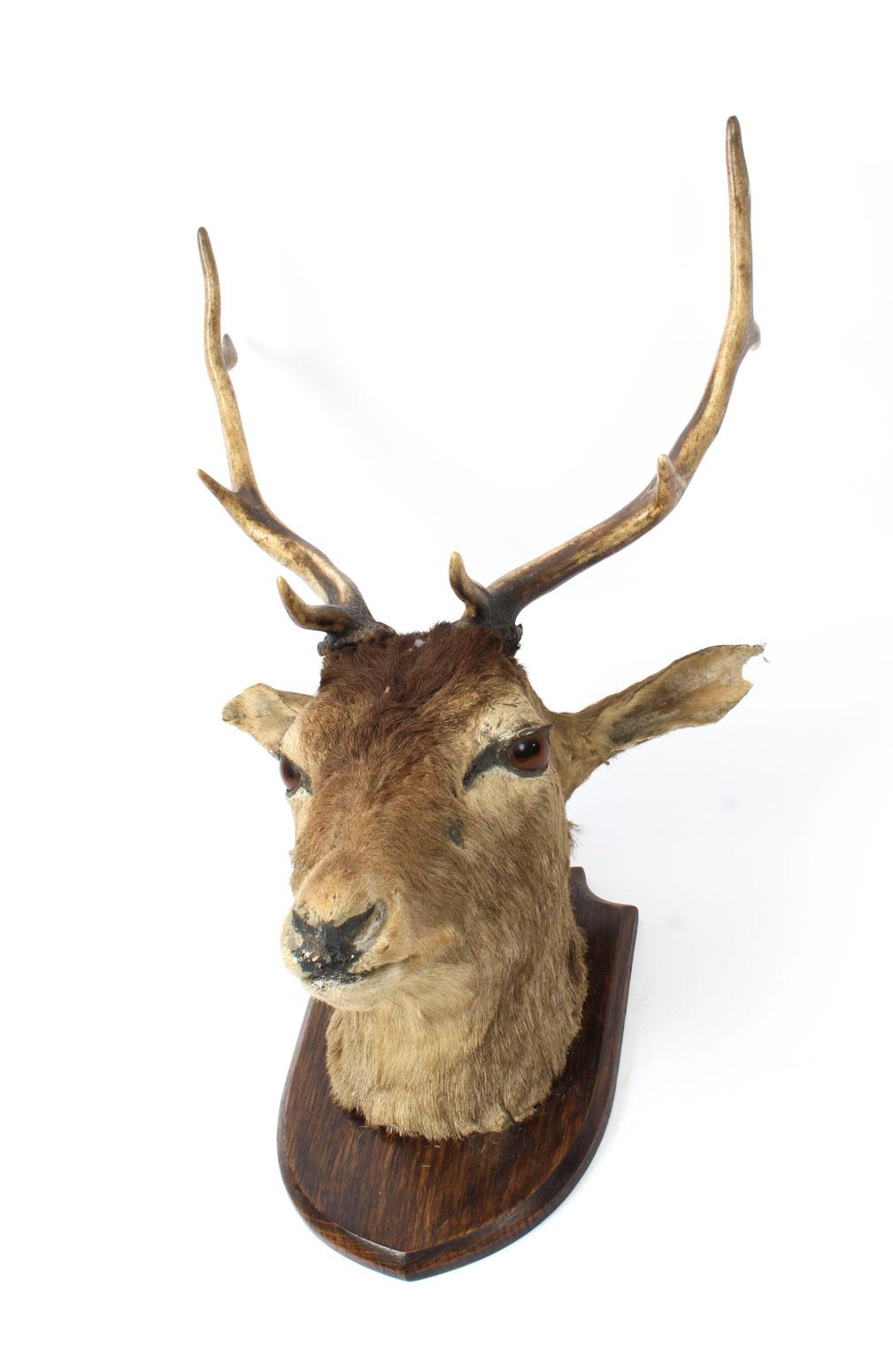 A large magnificent Scottish red deer stag taxidermy mounted hunting trophy labelled verso 