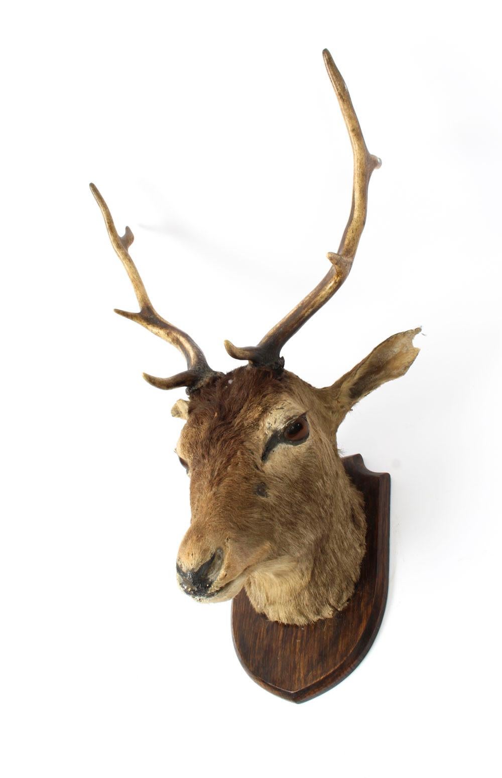 Scottish Mounted Taxidermy Stag, Mid-20th Century In Good Condition In London, GB