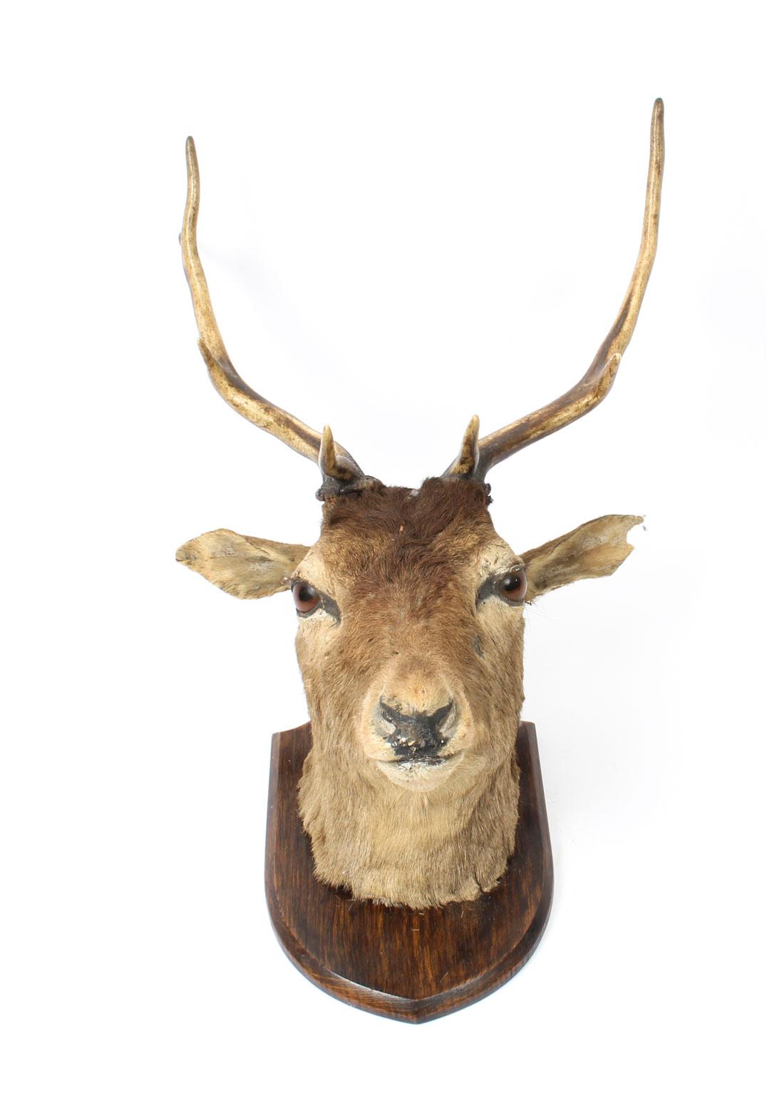 Other Scottish Mounted Taxidermy Stag, Mid-20th Century