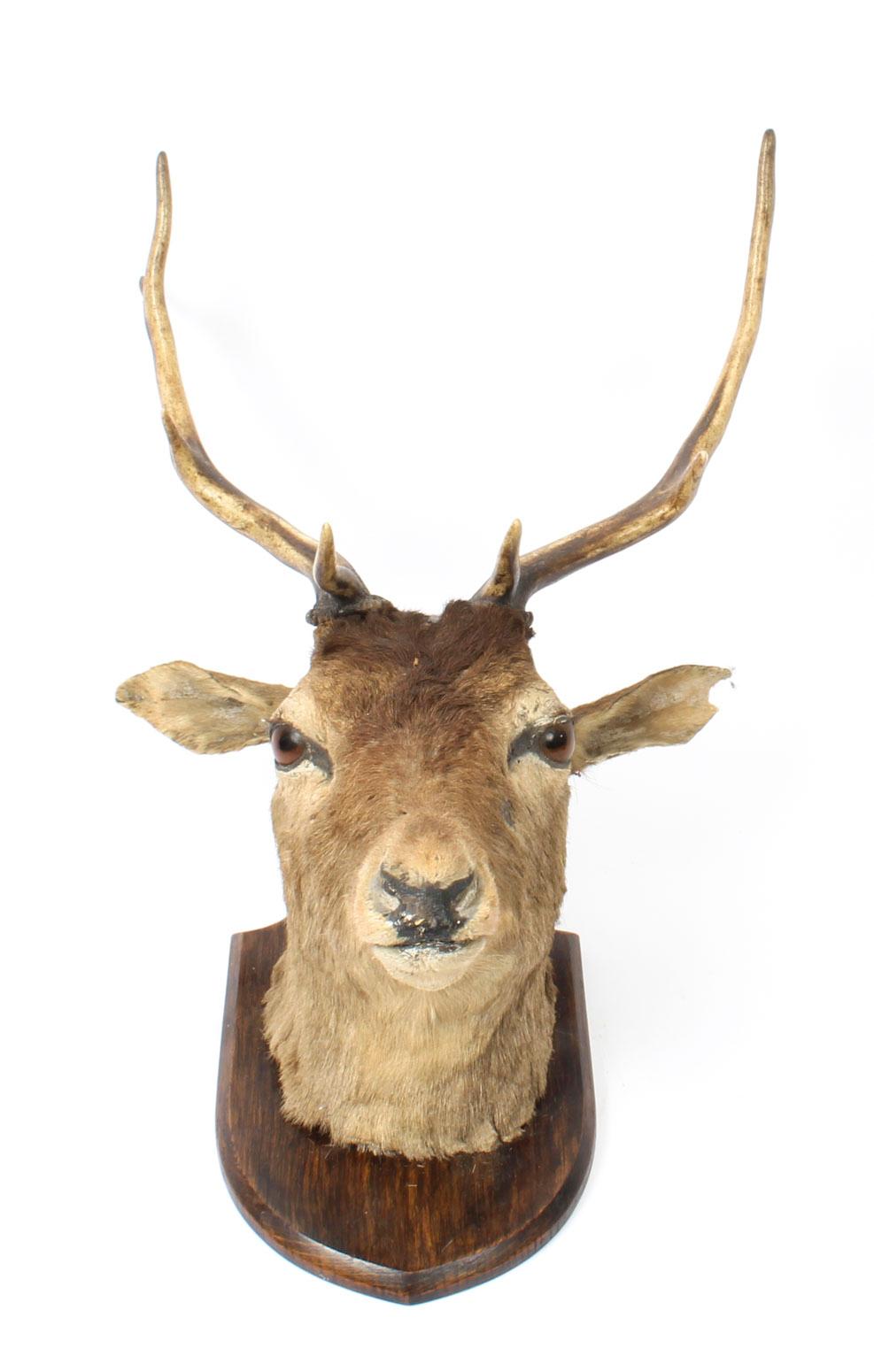 Scottish Mounted Taxidermy Stag, Mid-20th Century 1