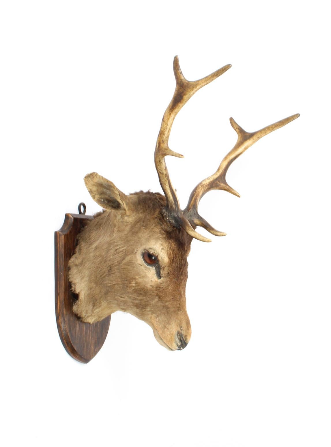 Scottish Mounted Taxidermy Stag, Mid-20th Century 2