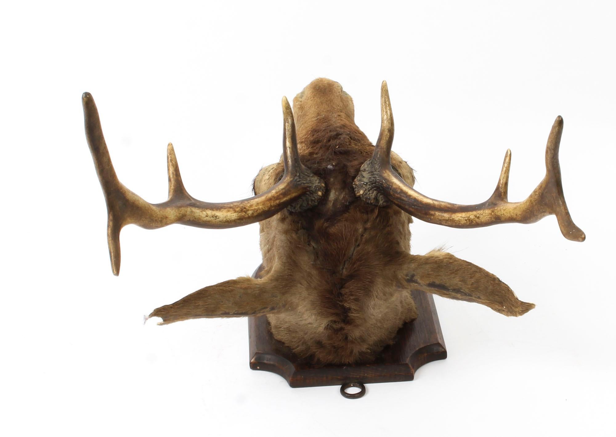 Scottish Mounted Taxidermy Stag, Mid-20th Century 3