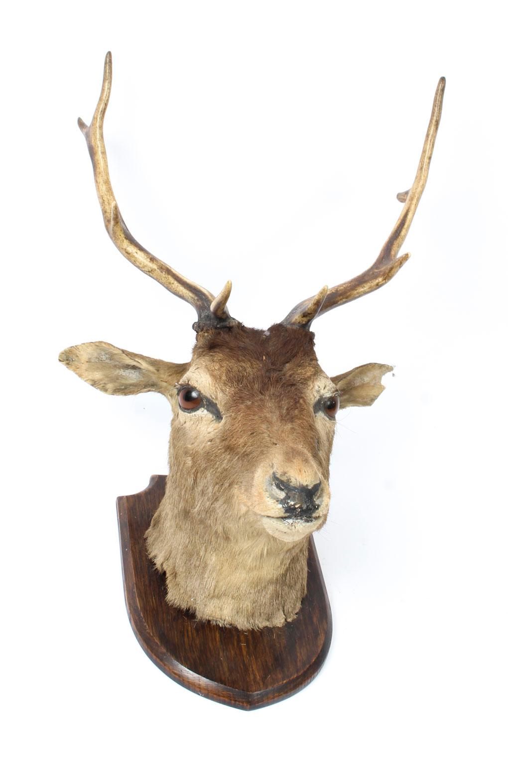 Scottish Mounted Taxidermy Stag, Mid-20th Century 4