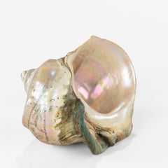 Scrimshaw Turban Shell Carved with the Leviathan