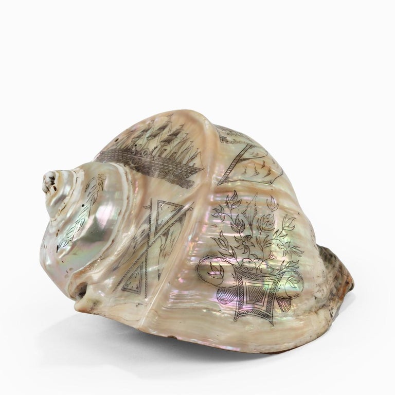 Scrimshaw Turban Shell Carved with the Leviathan at 1stDibs