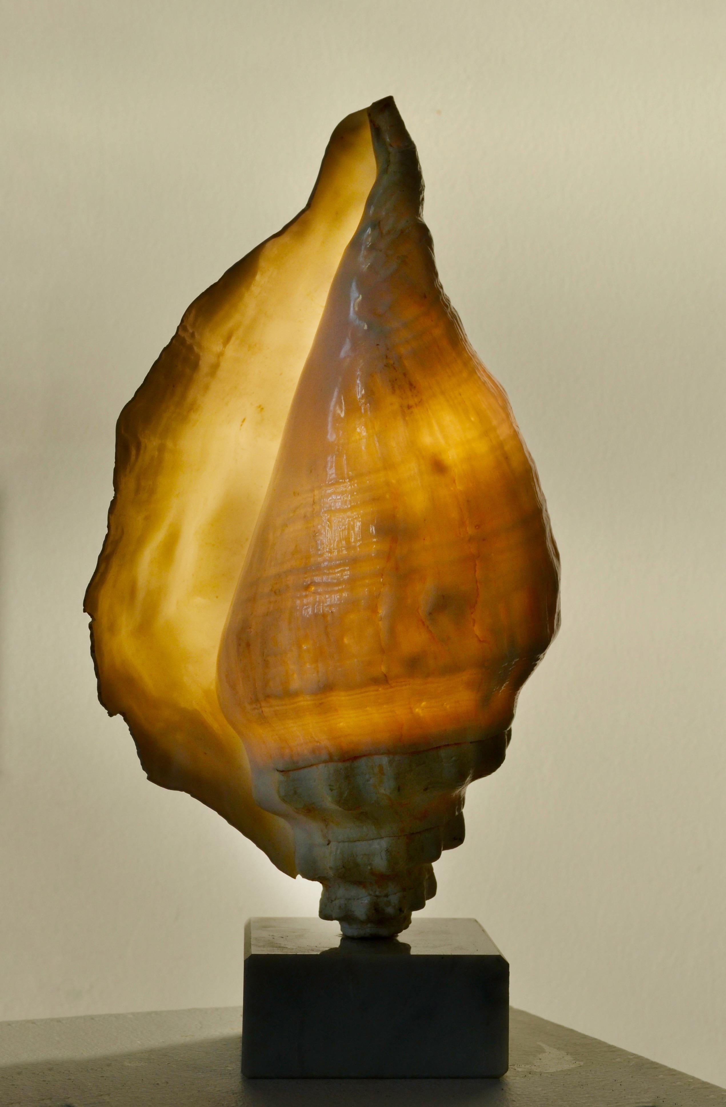 Provincial français Lampe escargot de mer - Art populaire français - 1950 en vente