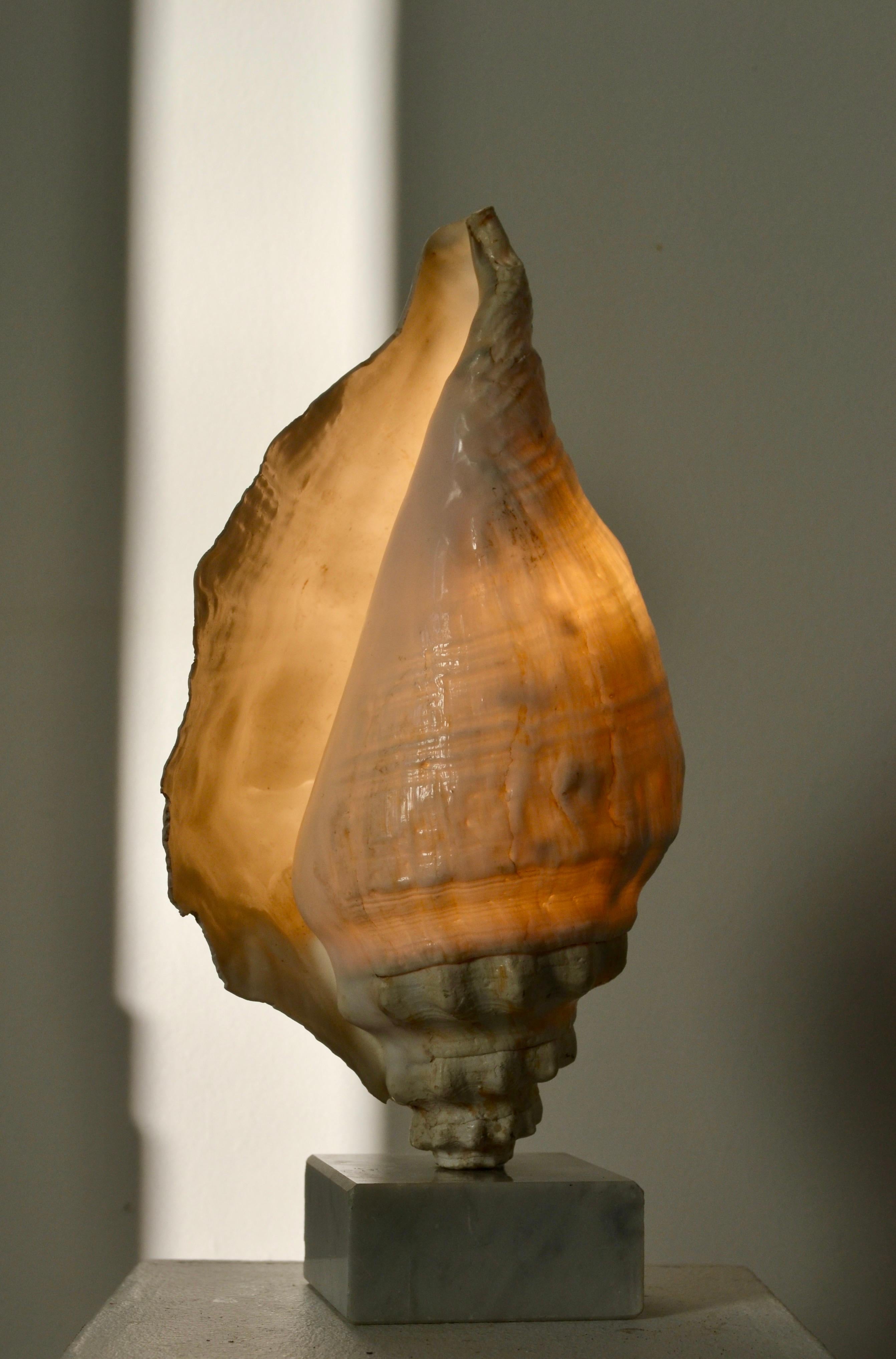 Français Lampe escargot de mer - Art populaire français - 1950 en vente