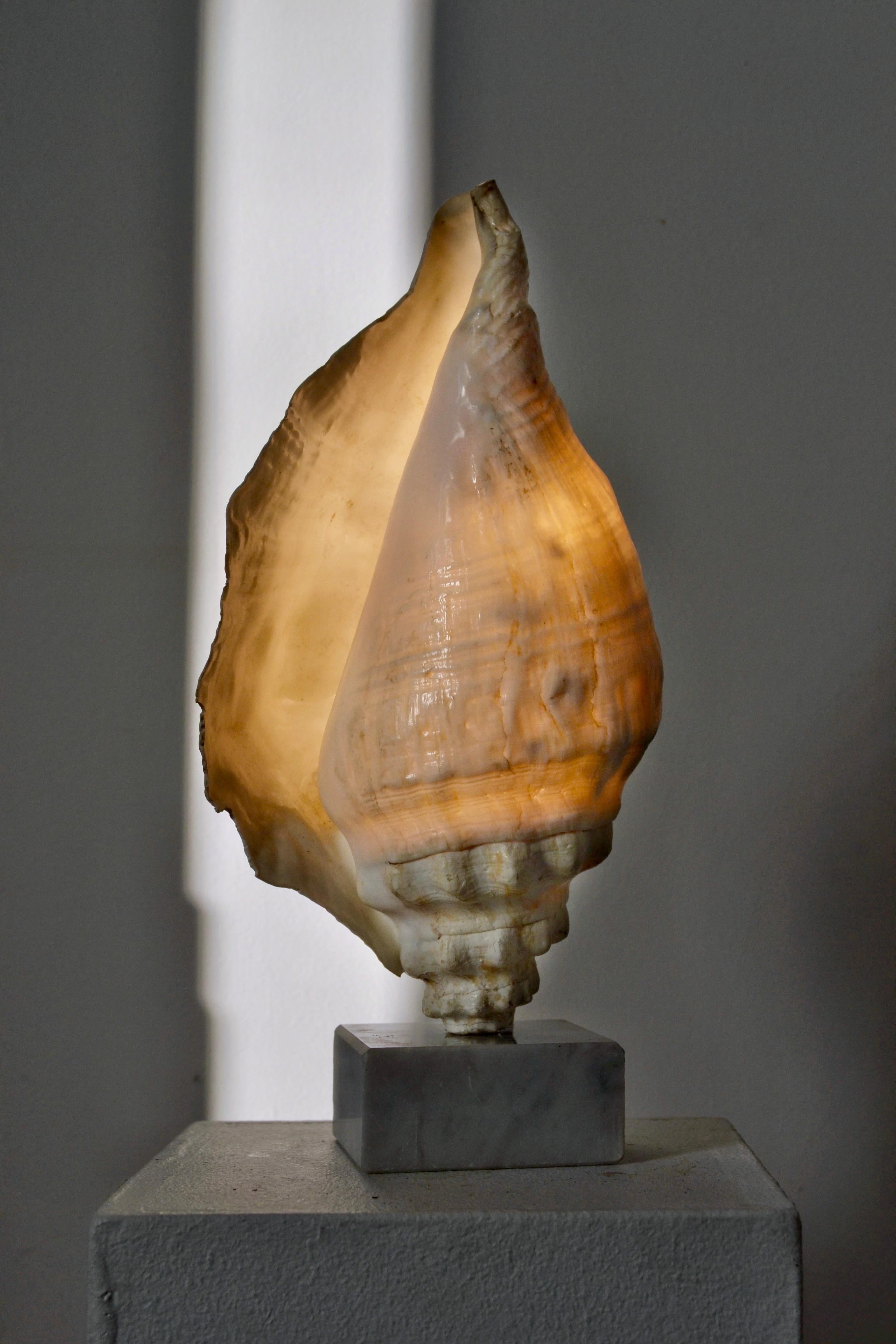 Lampe escargot de mer - Art populaire français - 1950 État moyen - En vente à SOTTEVILLE-LÈS-ROUEN, FR