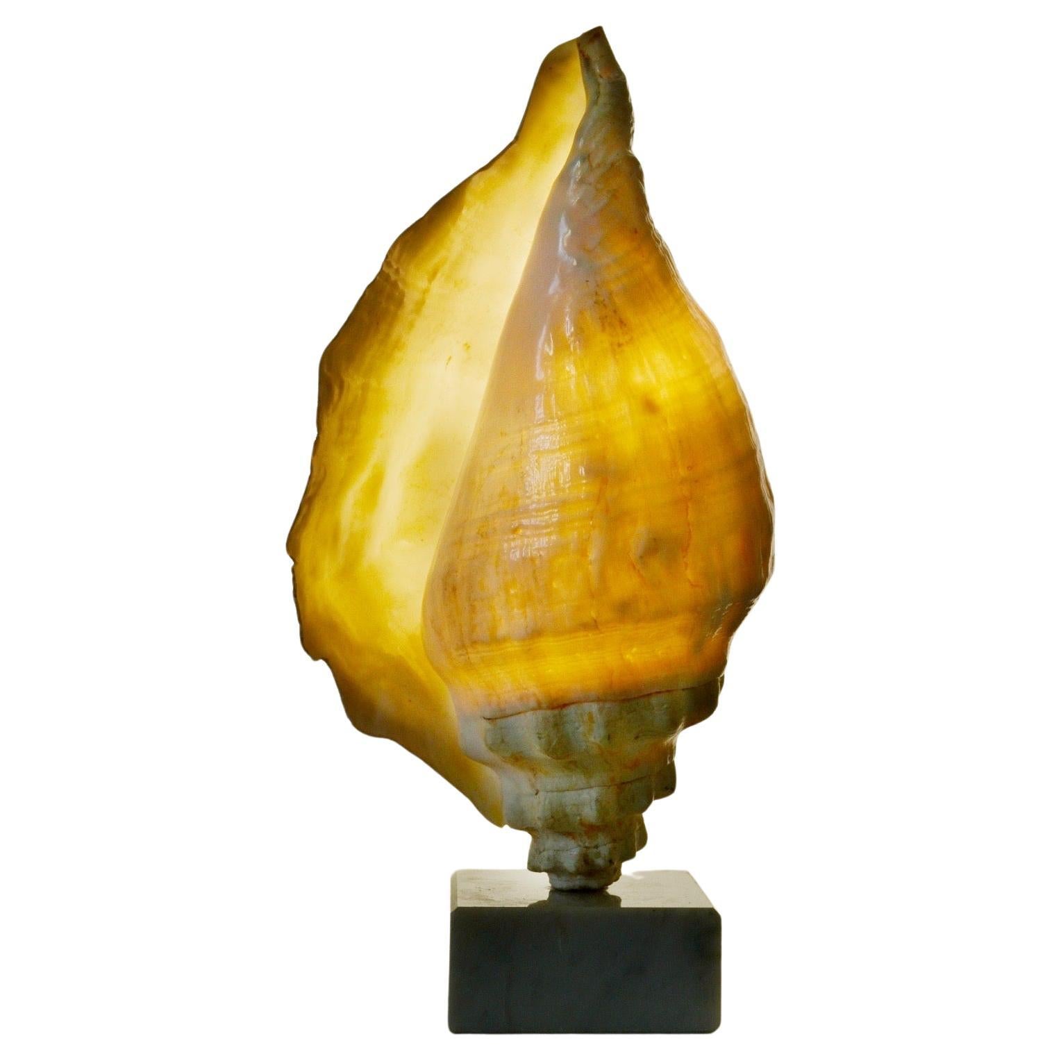 A "sea snail" lamp - French folk art - 1950s