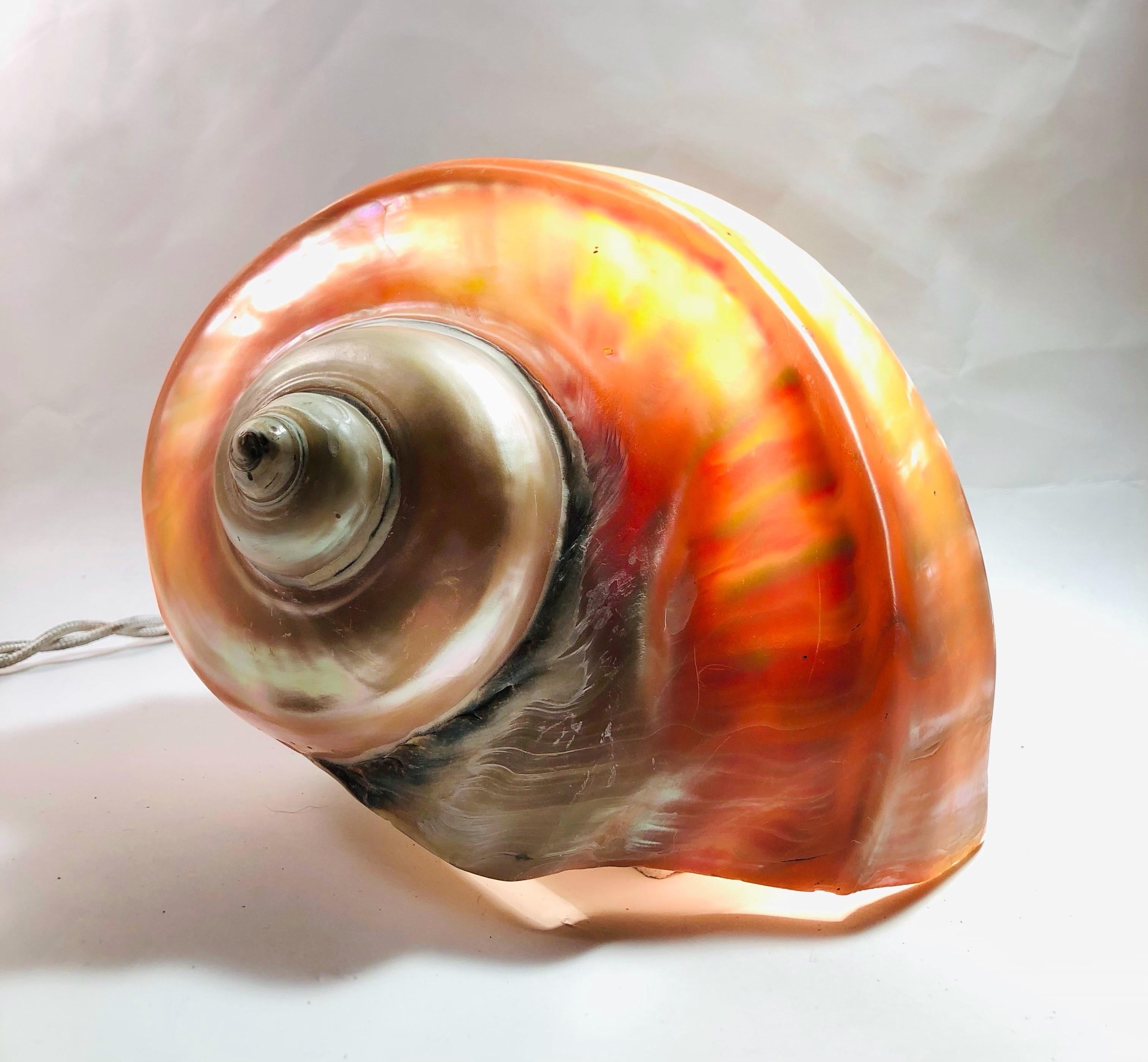 snail shell lamp