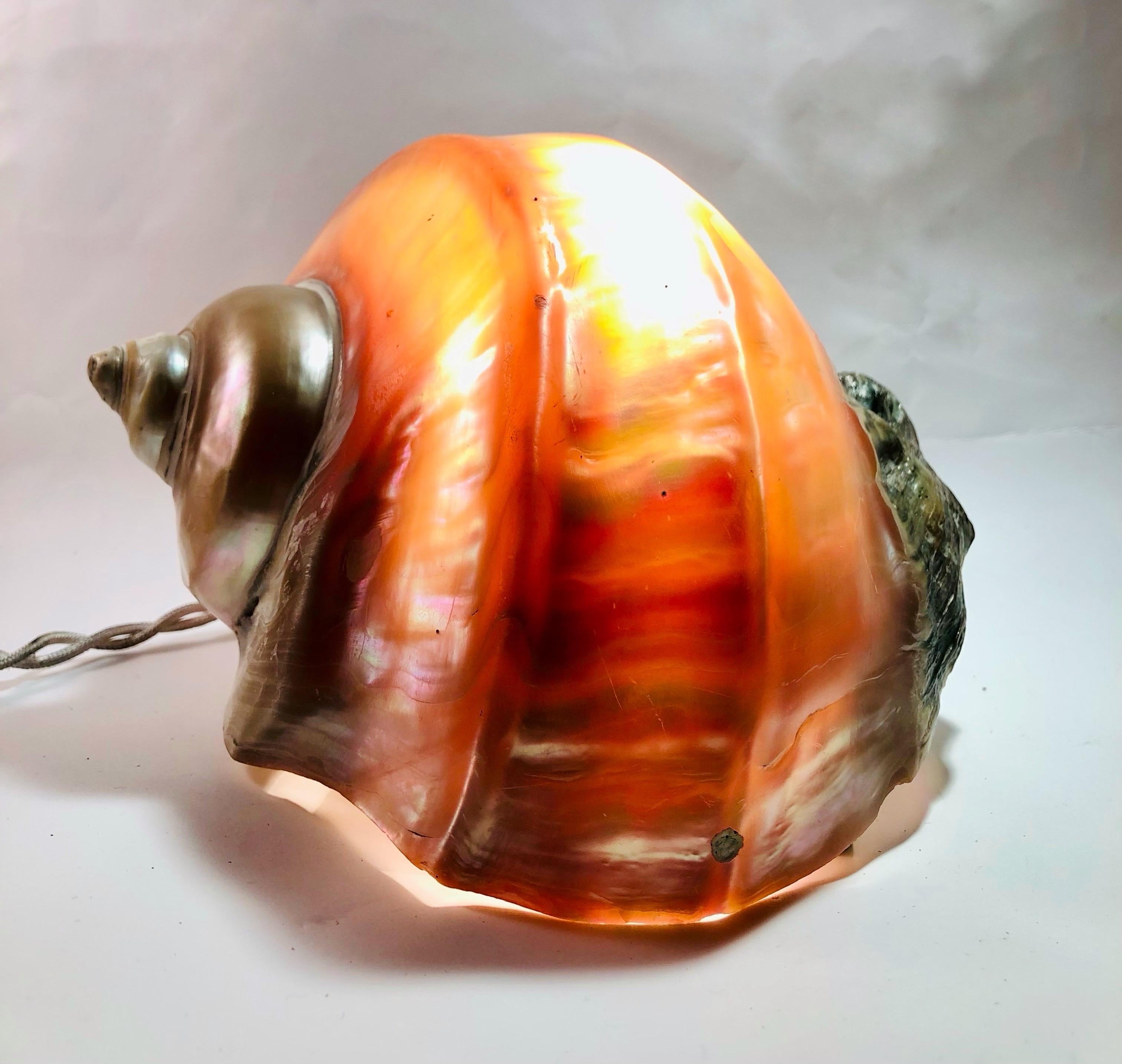 Fin du 20e siècle Une énorme lampe « escargot de mer » - Art populaire français - 1970 en vente