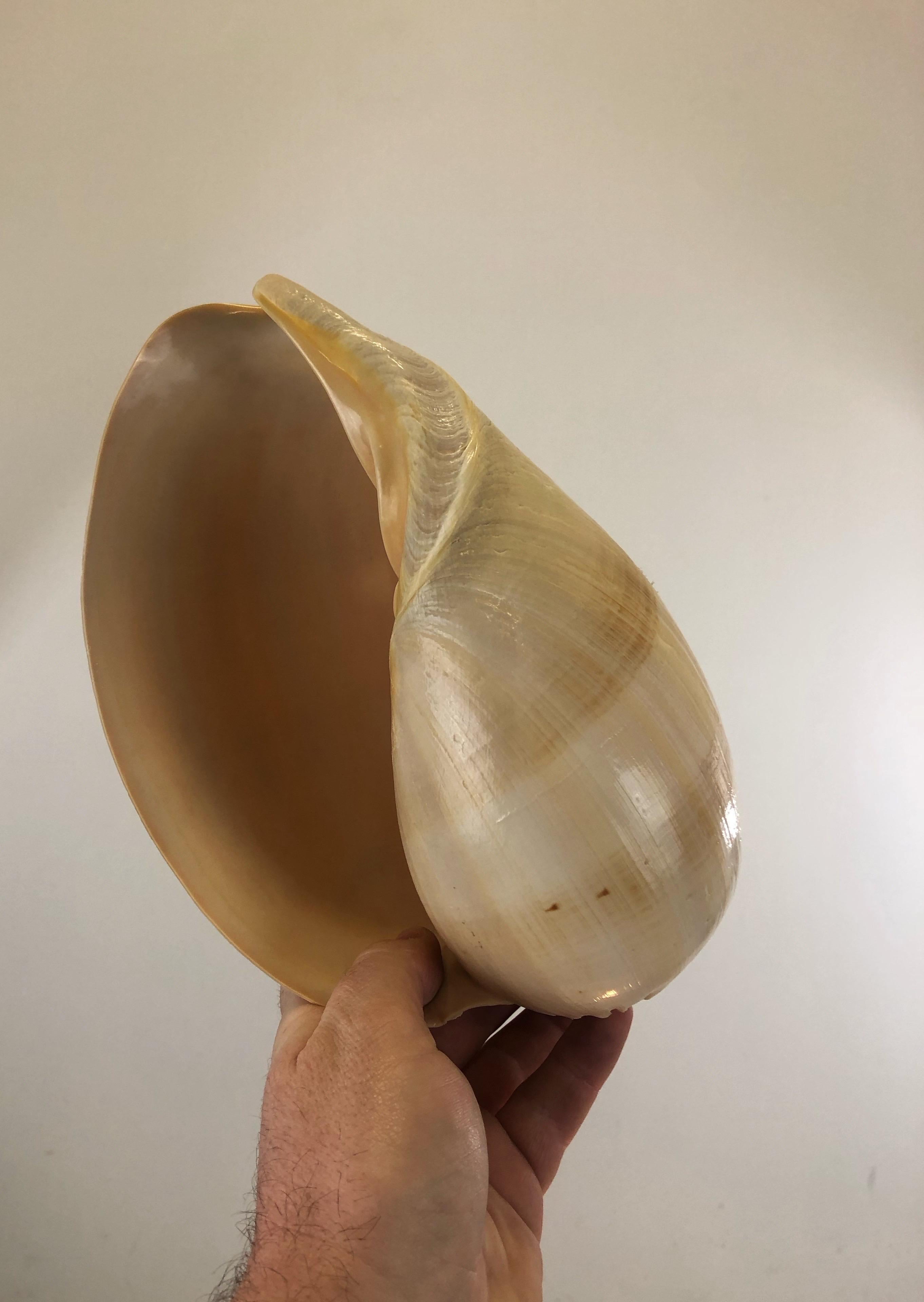 Lampe escargot de mer - Art populaire français - 1970 État moyen - En vente à SOTTEVILLE-LÈS-ROUEN, FR