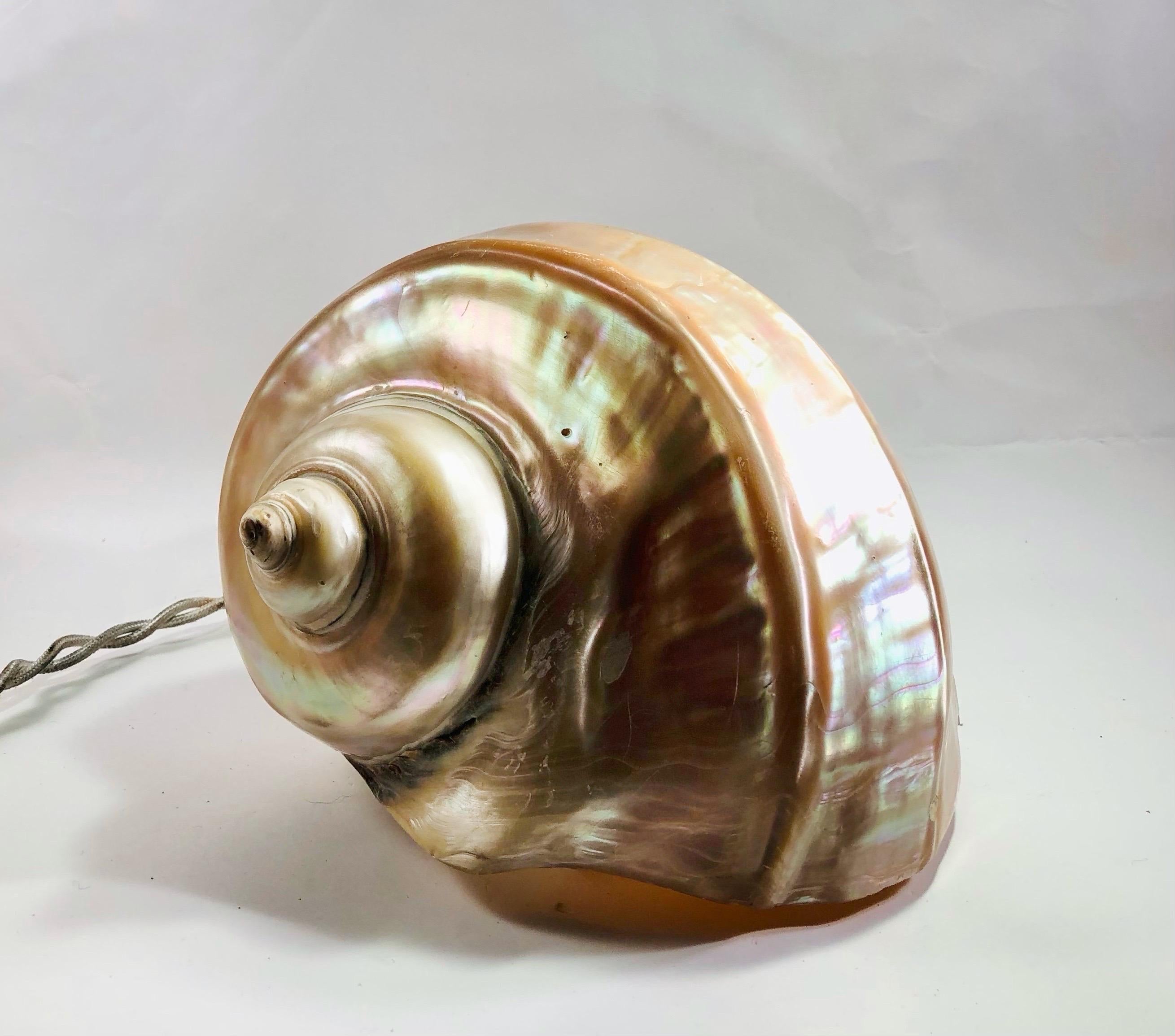 Coquillage Une énorme lampe « escargot de mer » - Art populaire français - 1970 en vente