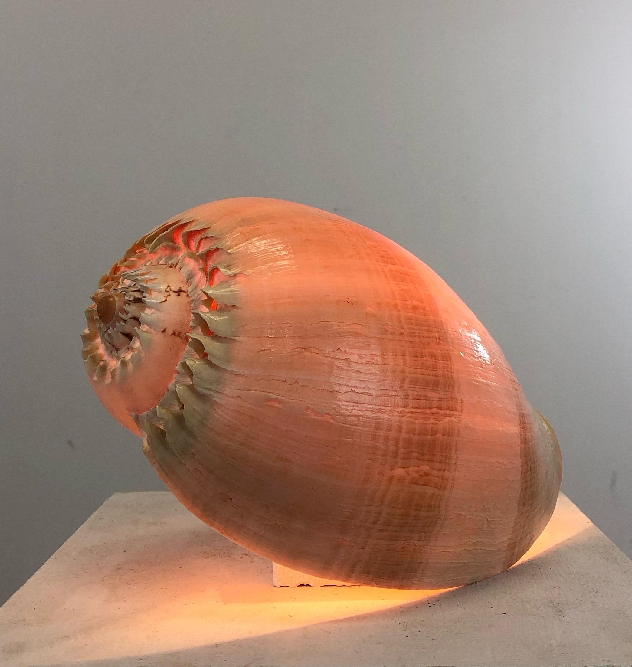 Fin du 20e siècle Lampe escargot de mer - Art populaire français - 1970 en vente