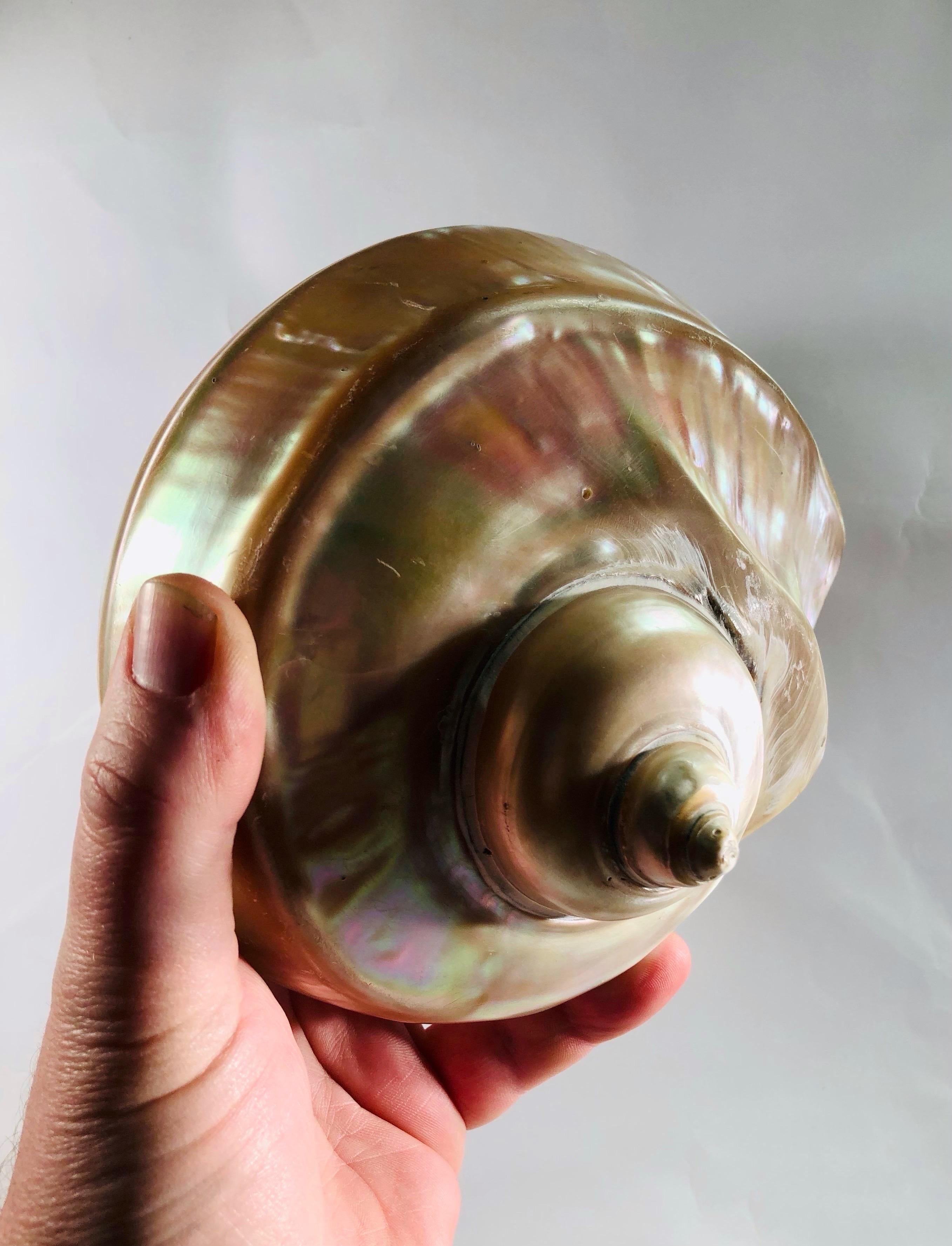 Une énorme lampe « escargot de mer » - Art populaire français - 1970 en vente 2