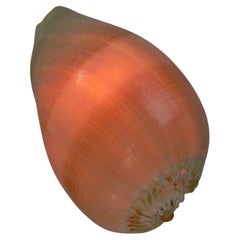 Lampe escargot de mer - Art populaire français - 1970