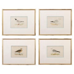 Series of Bird Prints