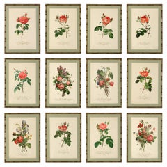 A Series of Botanical Prints from France in Faux Bamboo Frames