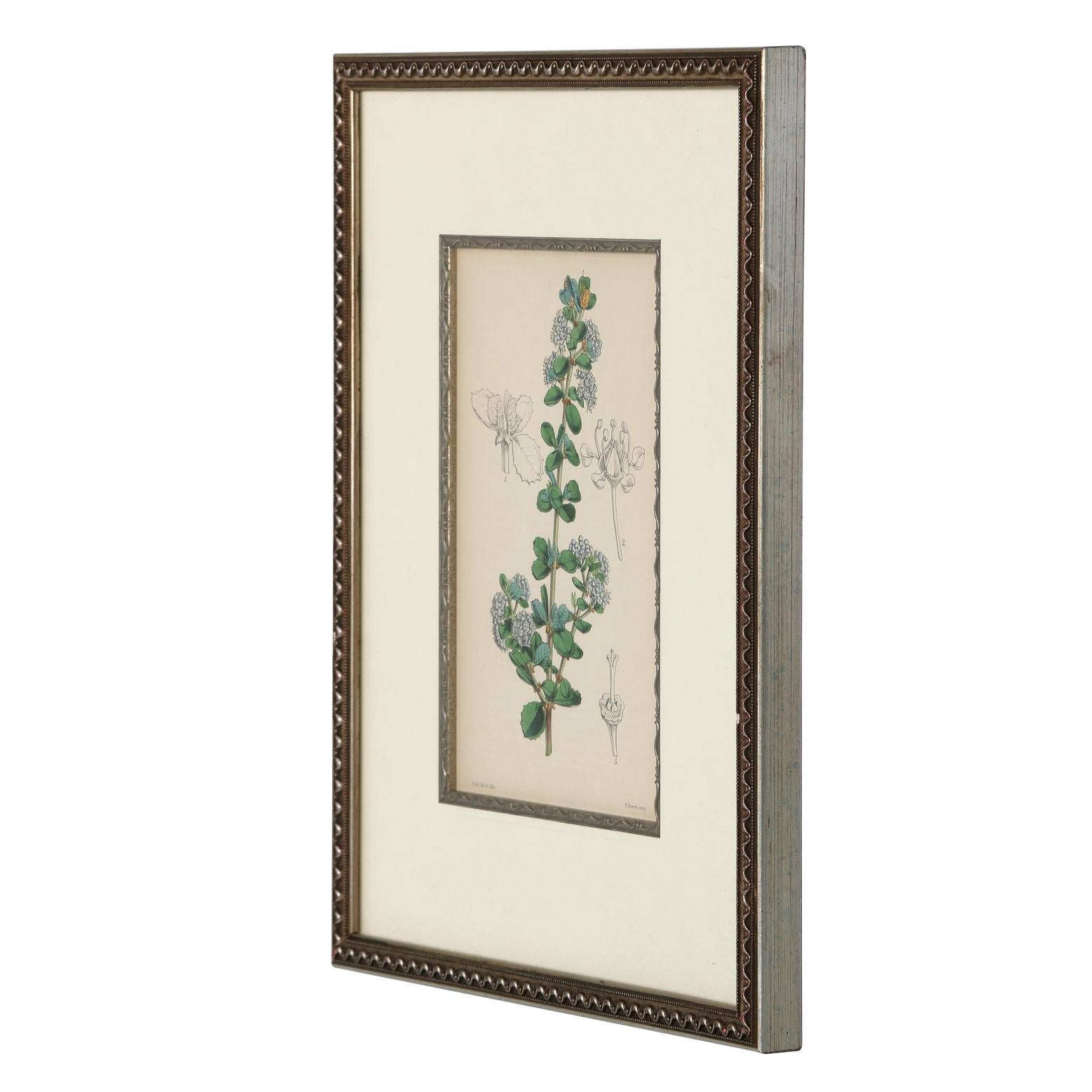 A series of four 19th-century botanical lithograph that can serve as a lovely layering piece in any room.  The lithographs are matted and framed in a metal molded frame, with the added detail of an interior fillet bordering the interior of the mat.