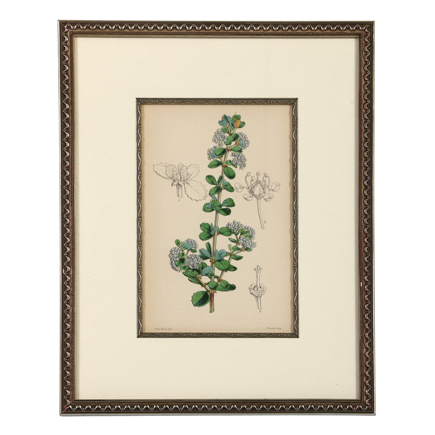 English A Series of Framed Antique Botanical Lithographs For Sale